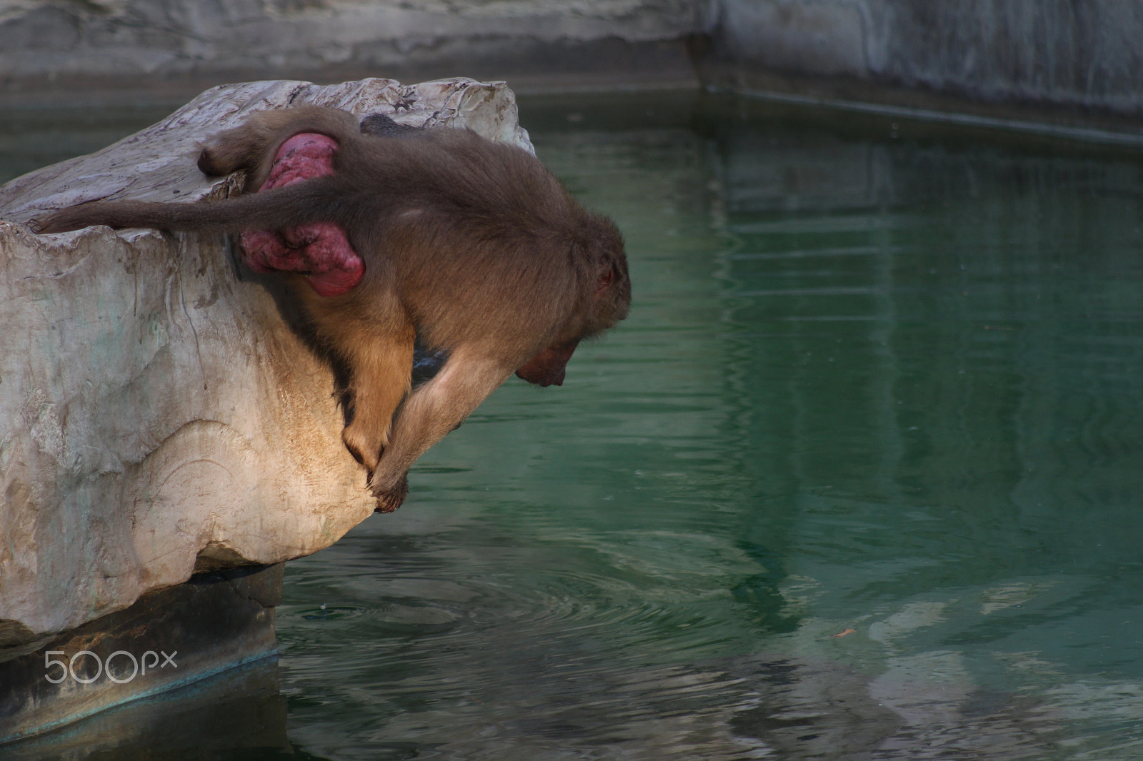 Canon EF 80-200mm F4.5-5.6 II sample photo. Monkeys looking ffor food photography