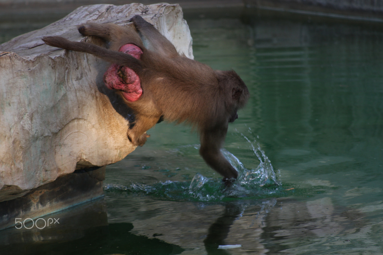 Canon EOS 500D (EOS Rebel T1i / EOS Kiss X3) sample photo. Monkeys looking ffor food photography