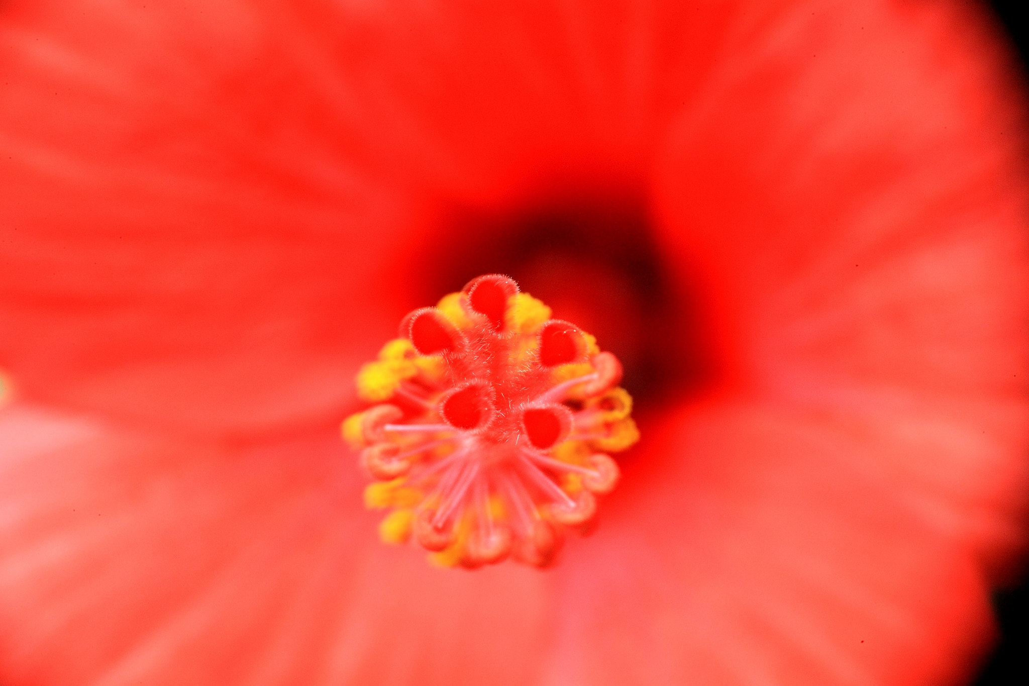 Canon EOS-1Ds Mark III sample photo. Flowers photography