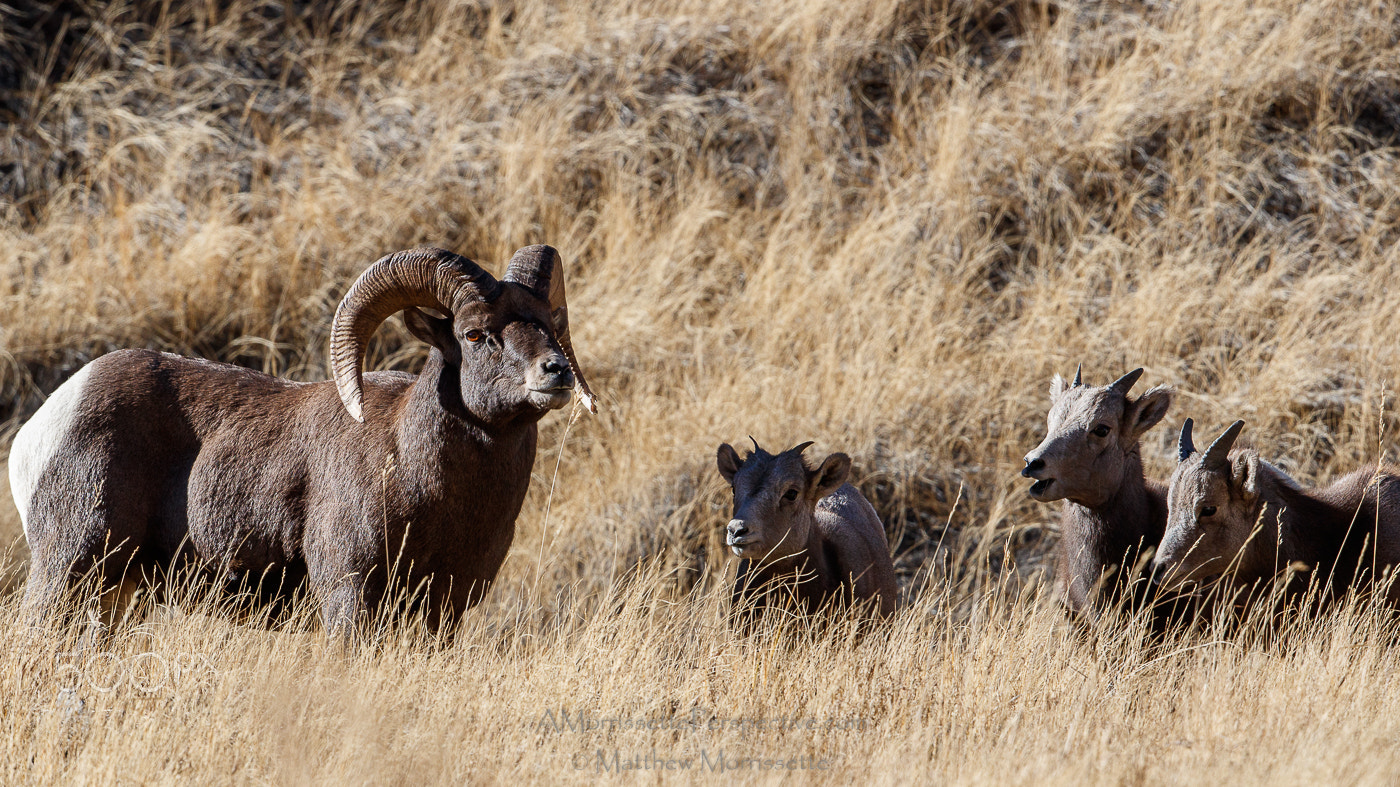 Canon EF 500mm F4L IS II USM sample photo. Bighorn and his harem photography