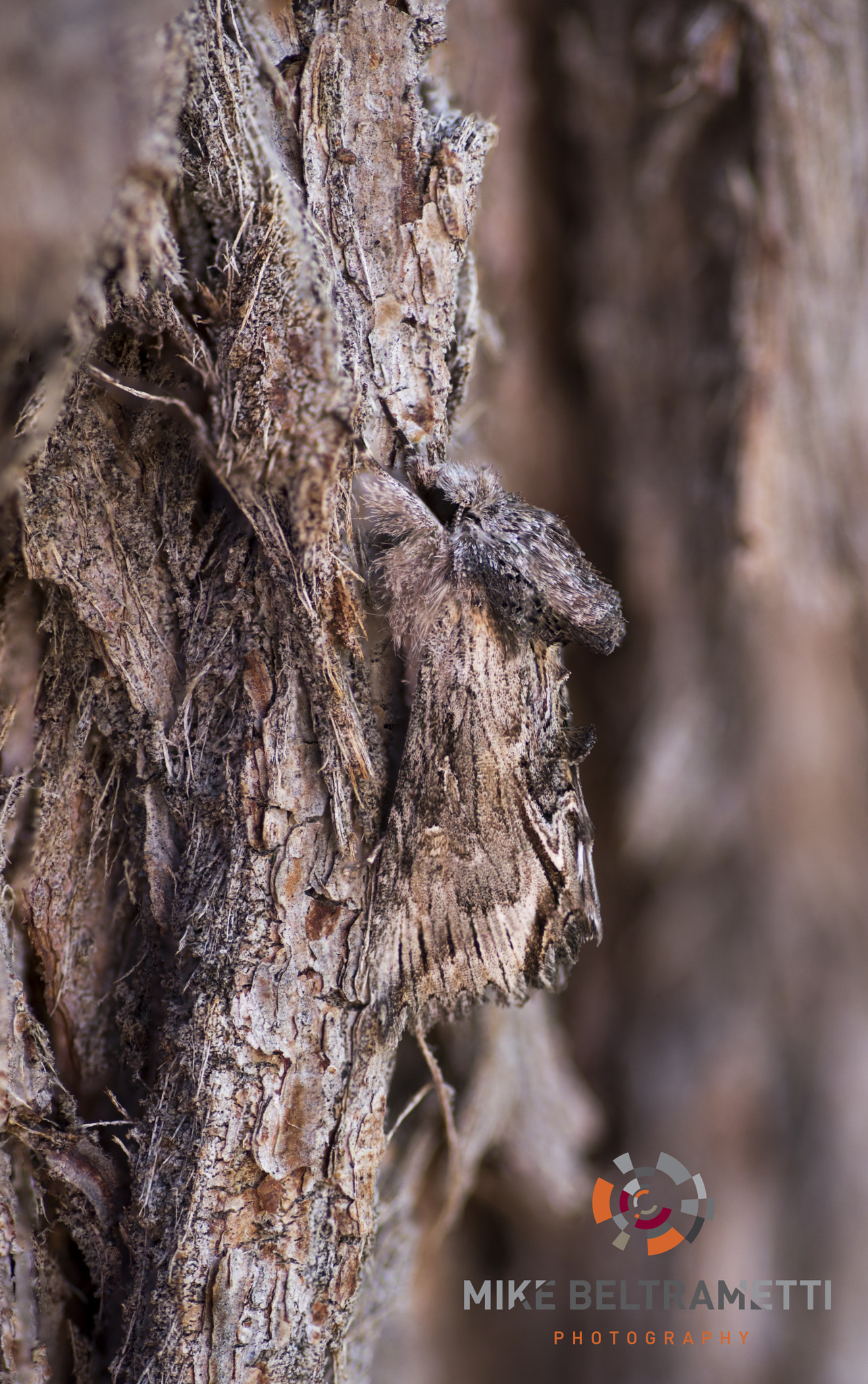 Nikon D810 sample photo. Unseen beauty of western australia photography
