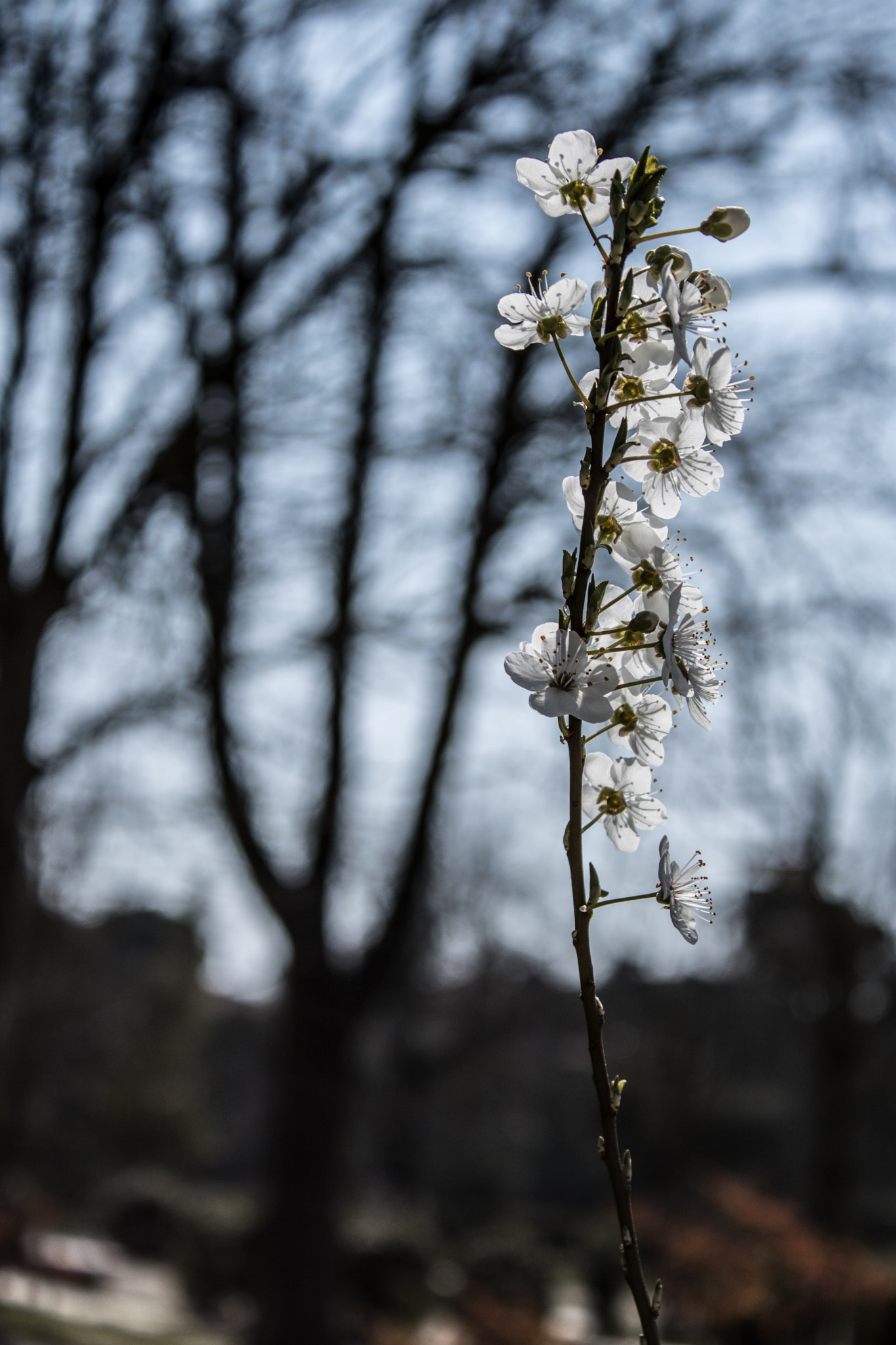 Canon EOS 750D (EOS Rebel T6i / EOS Kiss X8i) sample photo. Spring air  photography