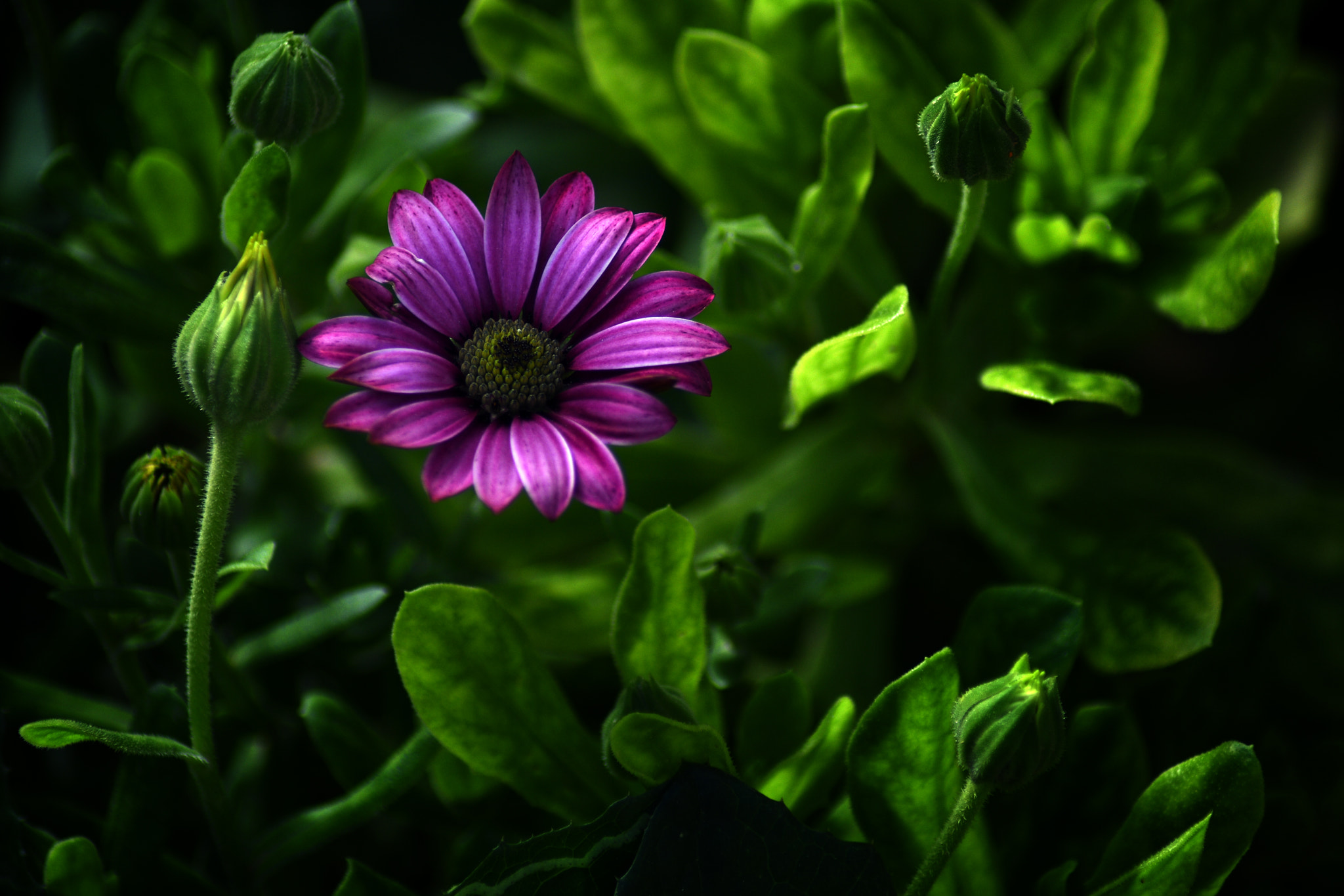 Nikon D7200 sample photo. Pioneer photography