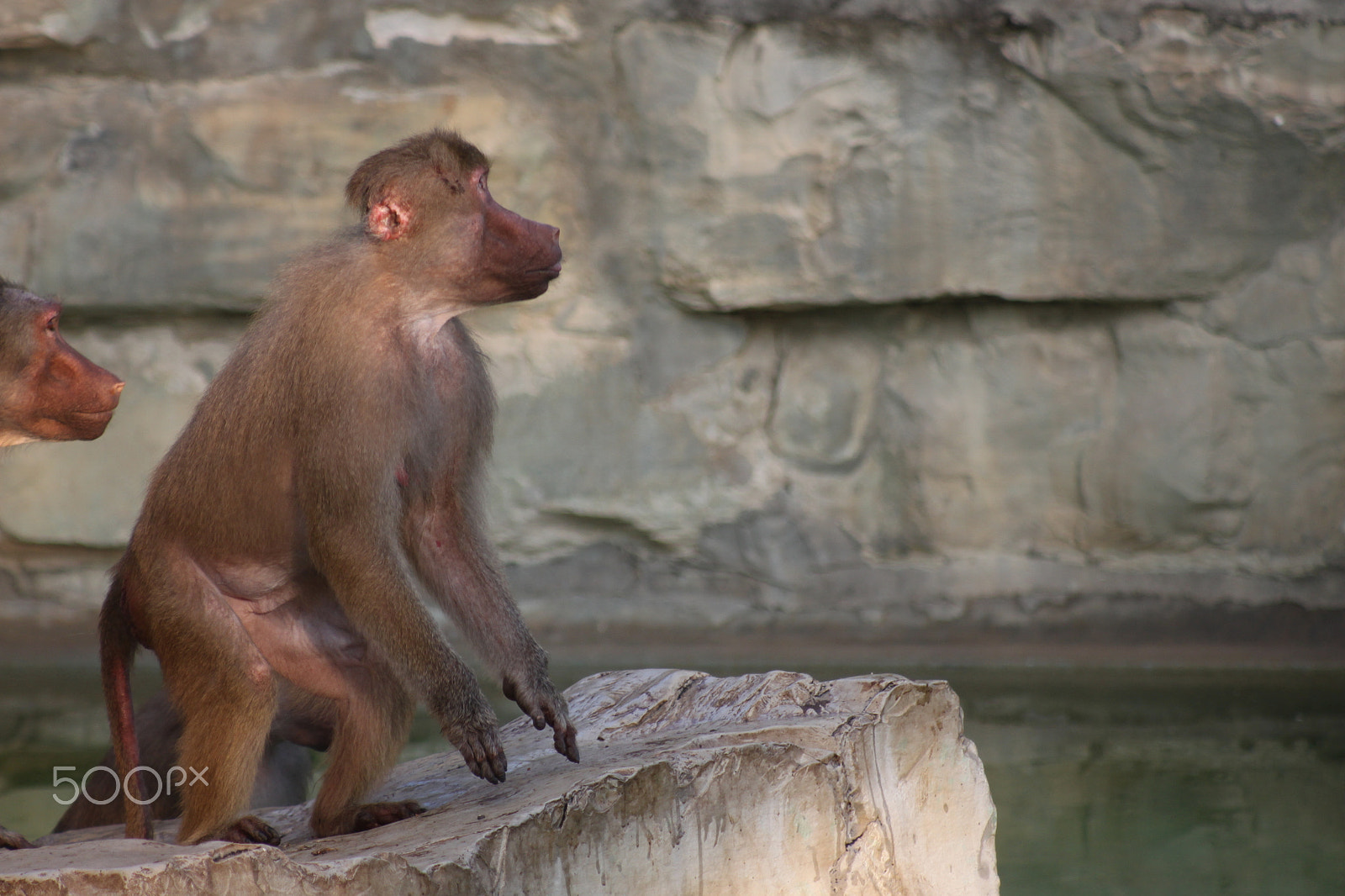 Canon EF 80-200mm F4.5-5.6 II sample photo. Monkeys looking ffor food photography