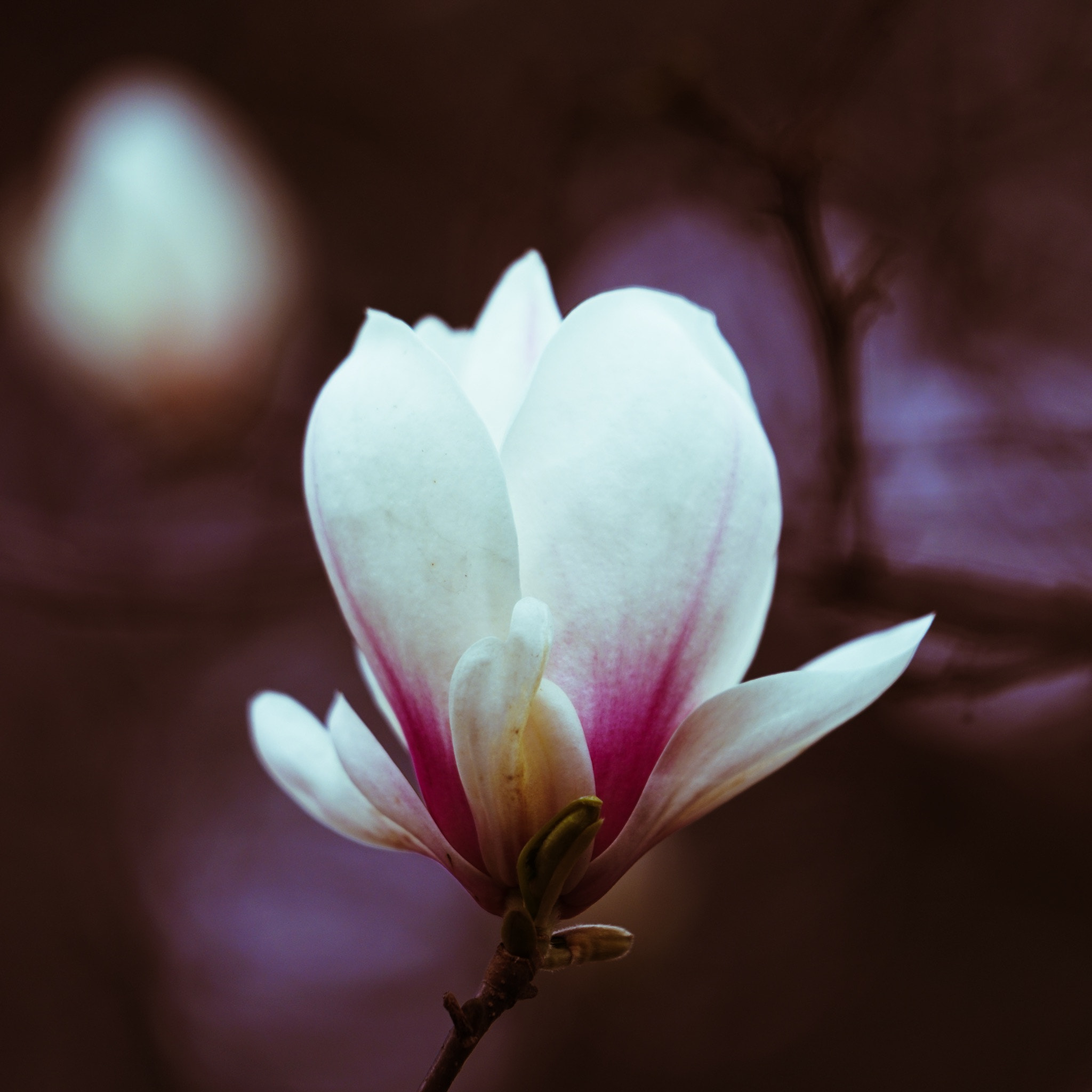 Sony FE 70-200mm F2.8 GM OSS sample photo. Spring flower 03 photography