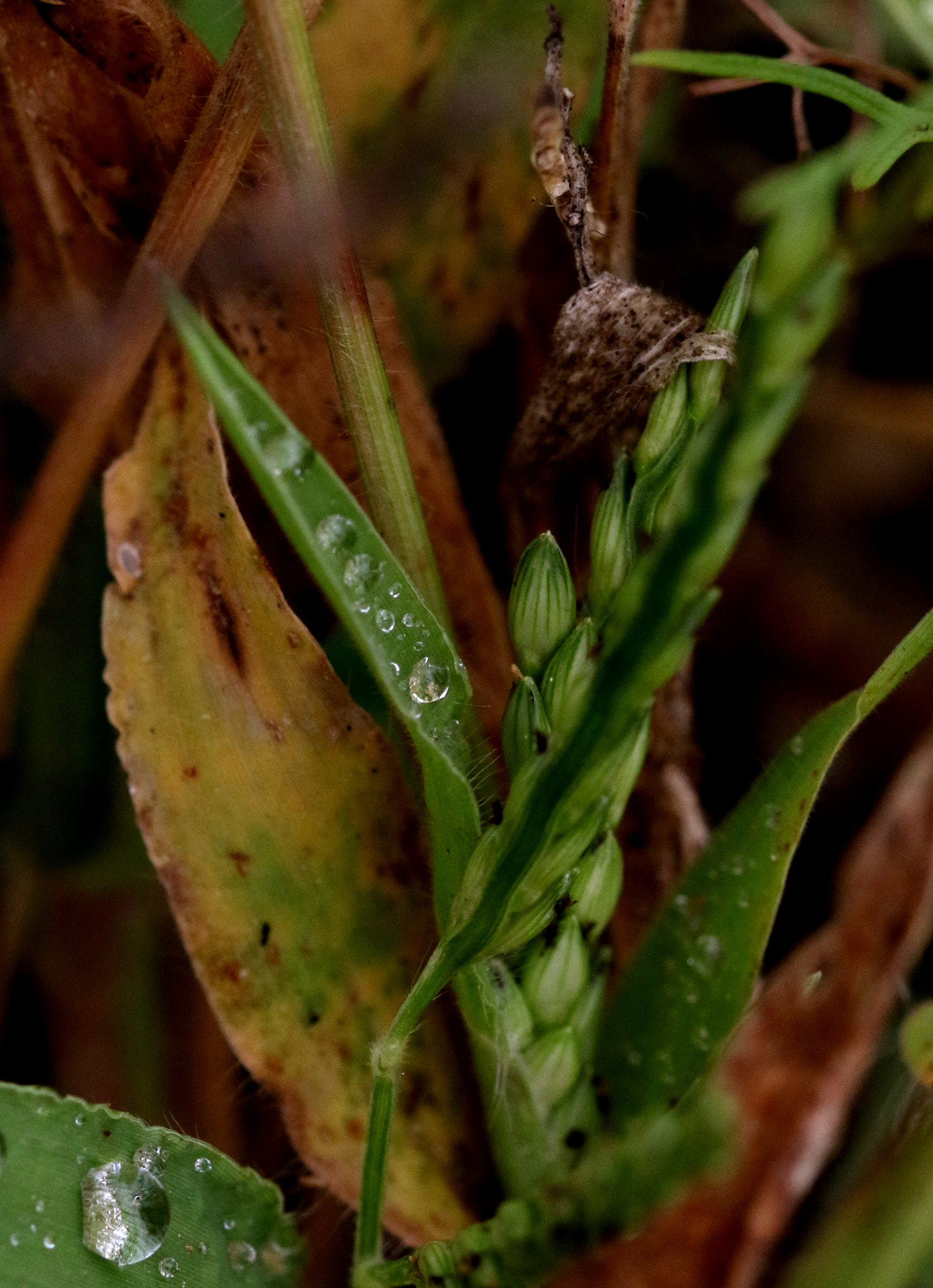 Canon EOS 7D Mark II sample photo. Colourful grasses photography