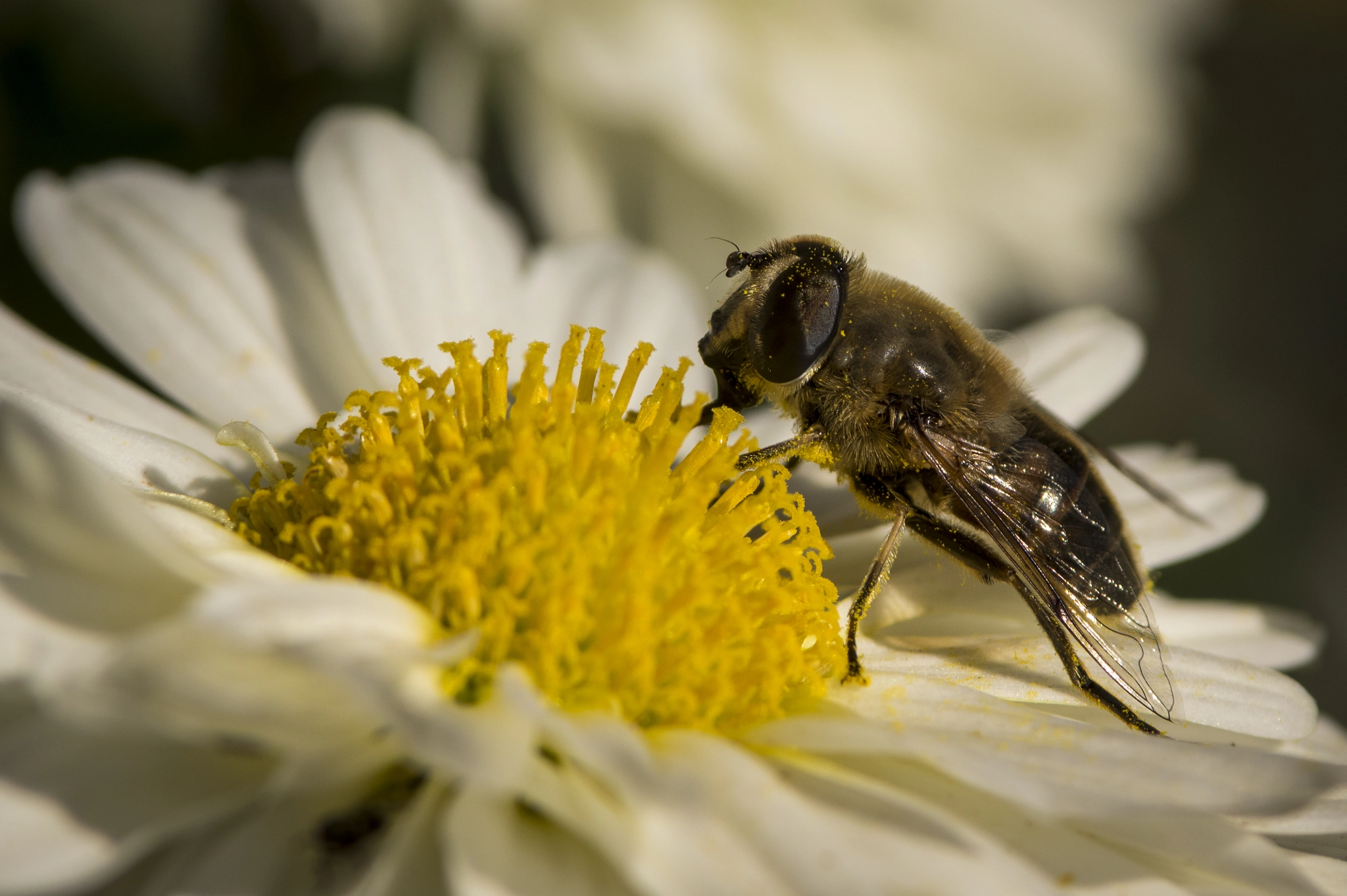 Tamron SP AF 70-200mm F2.8 Di LD (IF) MACRO sample photo. Oktober feast photography