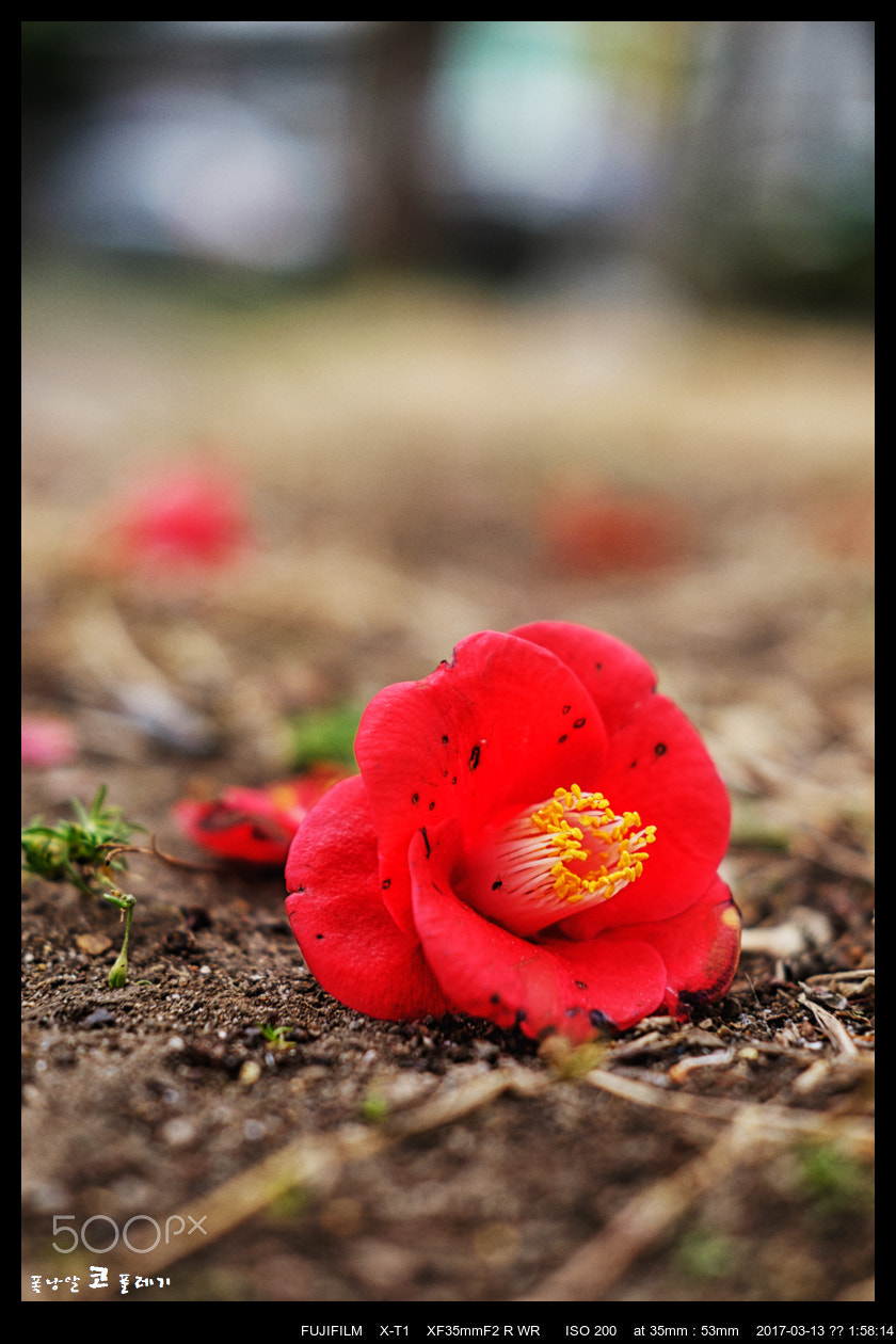 Fujifilm X-T1 + Fujifilm XF 35mm F2 R WR sample photo. Fallen photography
