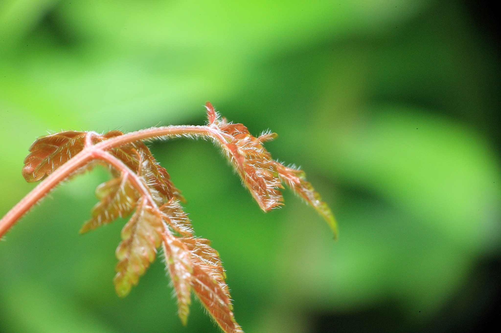 Canon EOS-1Ds Mark III sample photo. Macro photography
