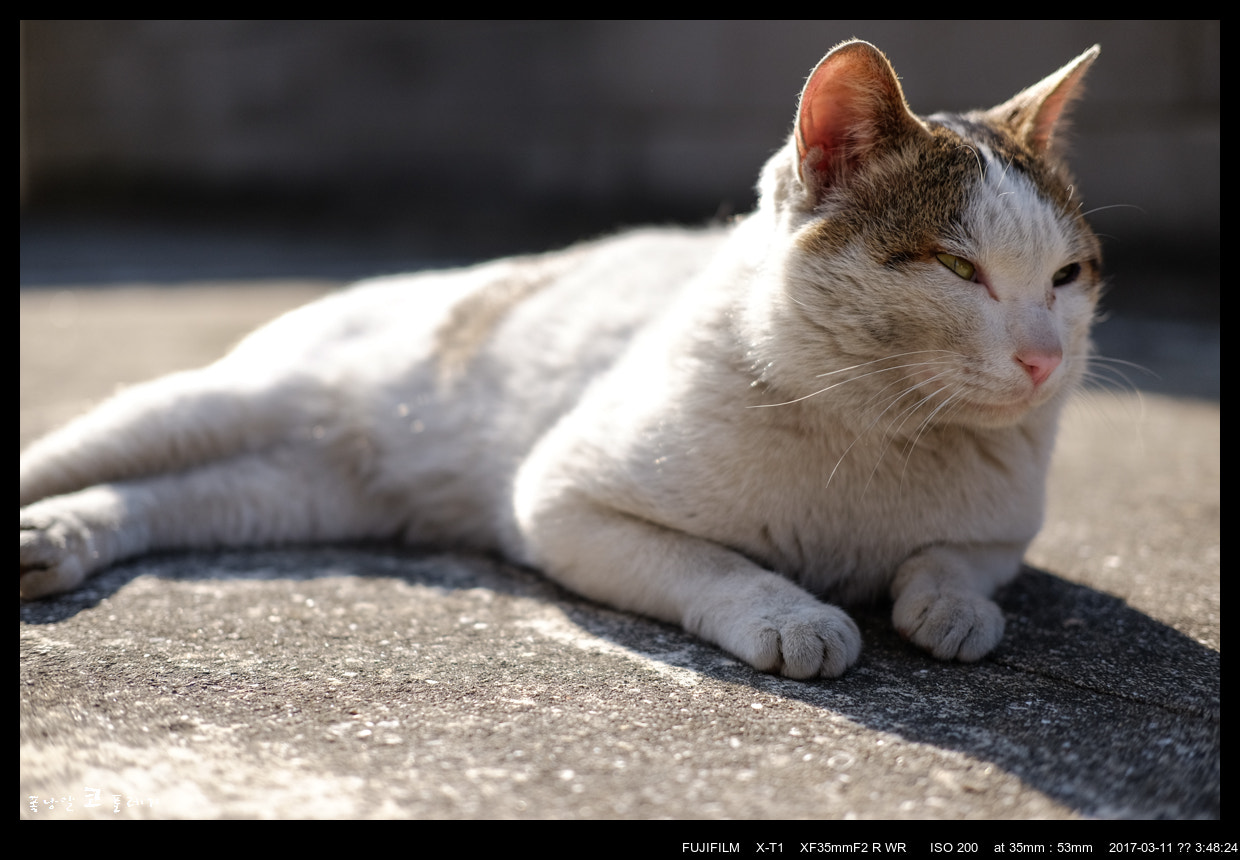 Fujifilm X-T1 + Fujifilm XF 35mm F2 R WR sample photo. Mura, my friend photography