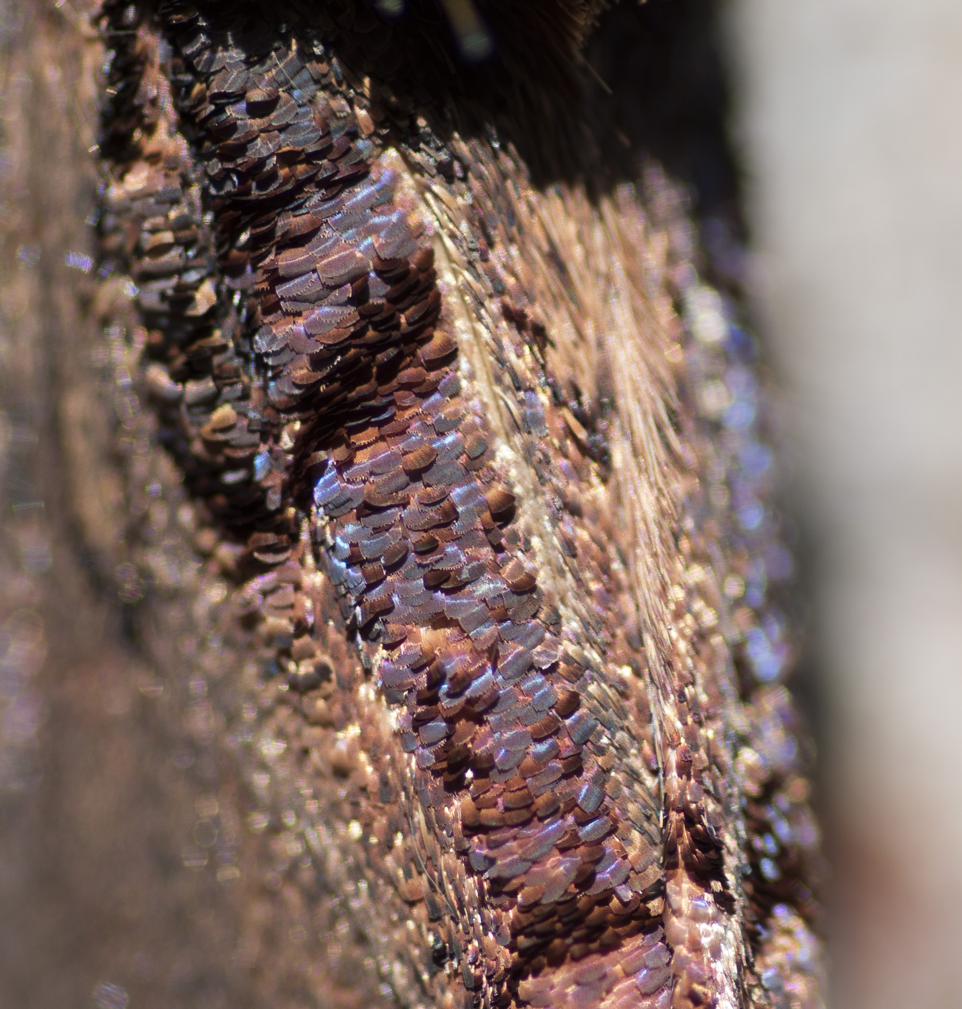 Nikon D810 sample photo. Unseen beauty of western australia photography