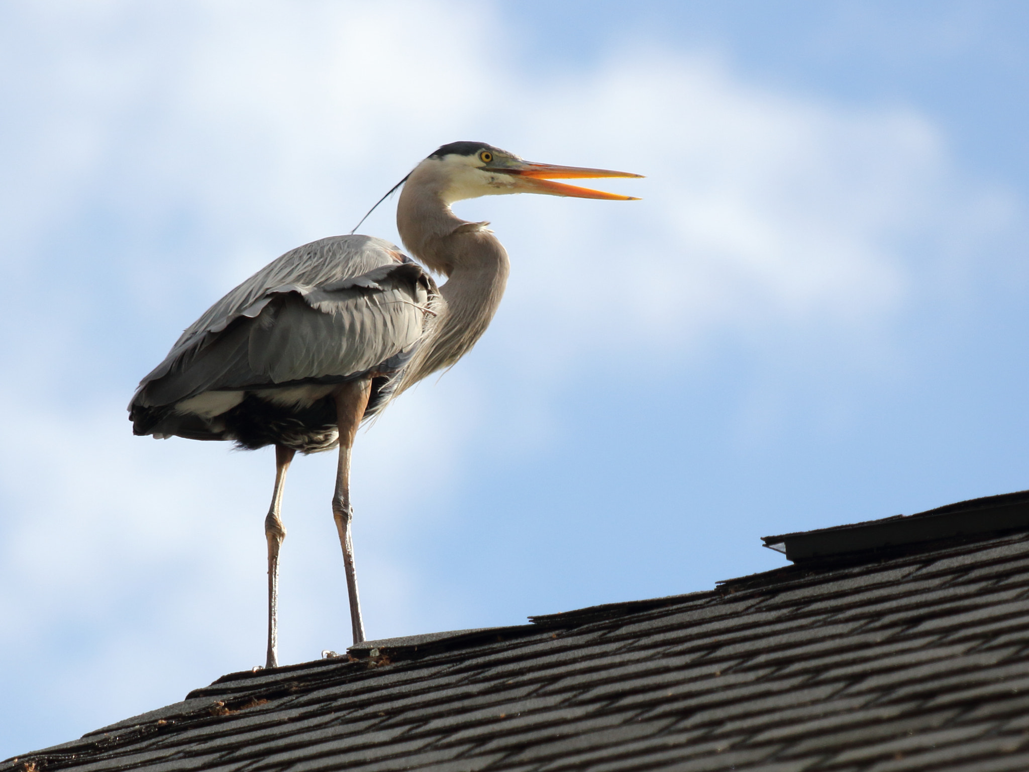 Canon EF 70-300 F4-5.6 IS II USM sample photo. Blue heron photography