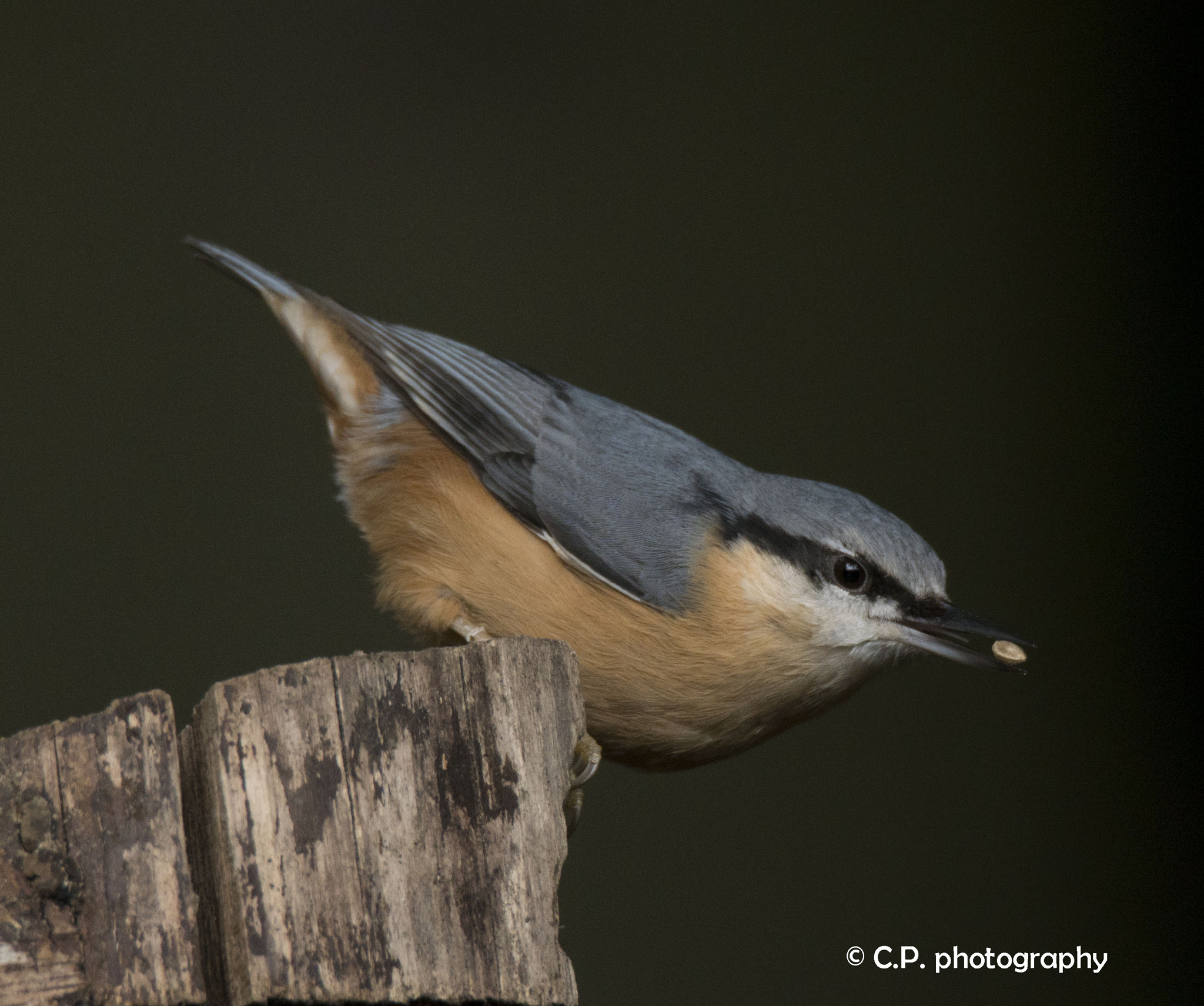 Sony a6300 + Tamron SP 150-600mm F5-6.3 Di VC USD sample photo. Nuthatch photography