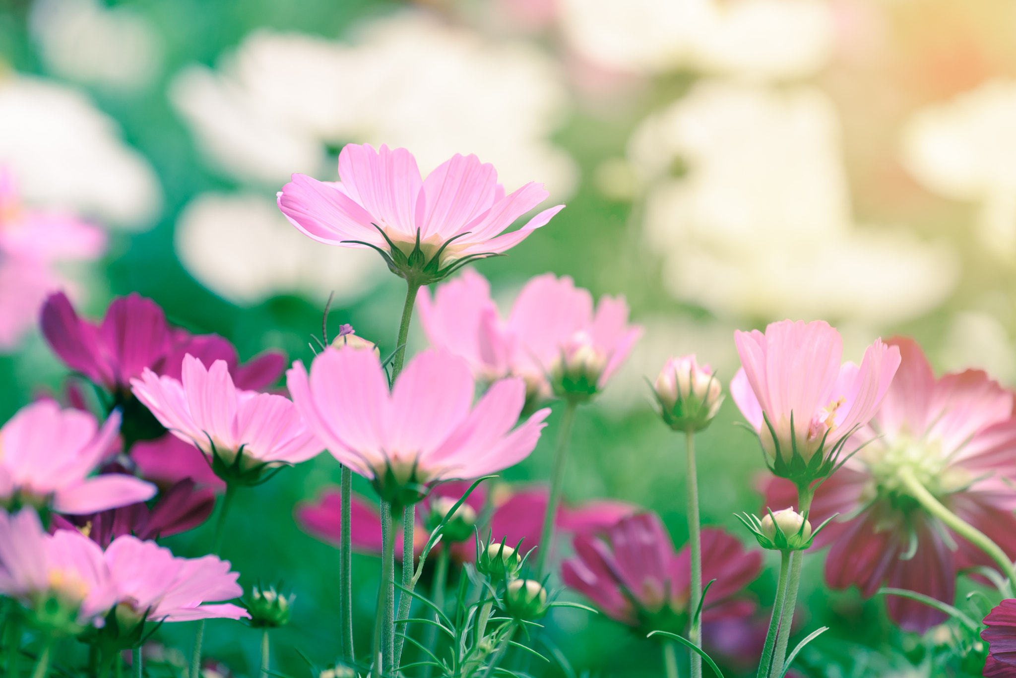 Nikon AF-S Nikkor 70-200mm F4G ED VR sample photo. Beautiful pink flowers with sunlight in summer. photography