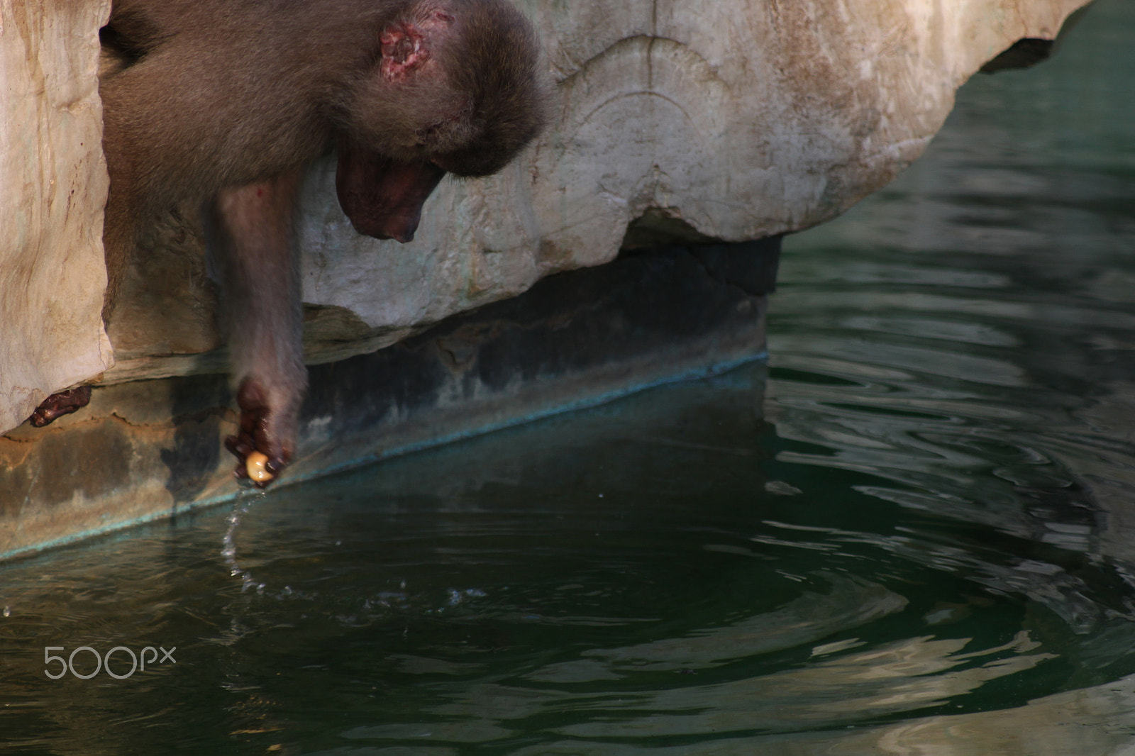 Canon EF 80-200mm F4.5-5.6 II sample photo. Monkeys looking ffor food photography