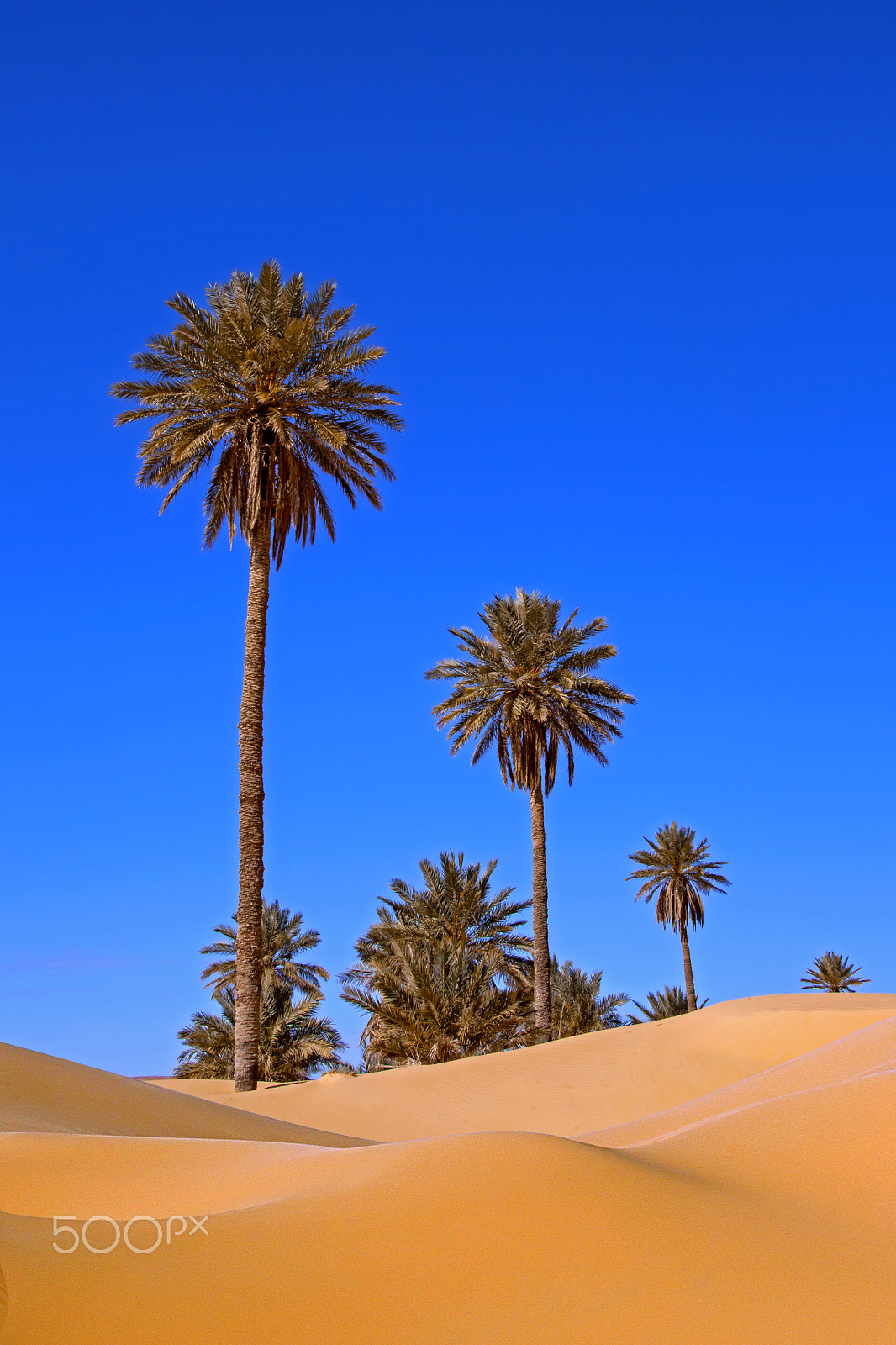 Canon EF 28-300mm F3.5-5.6L IS USM sample photo. Dunes sahara algérie photography