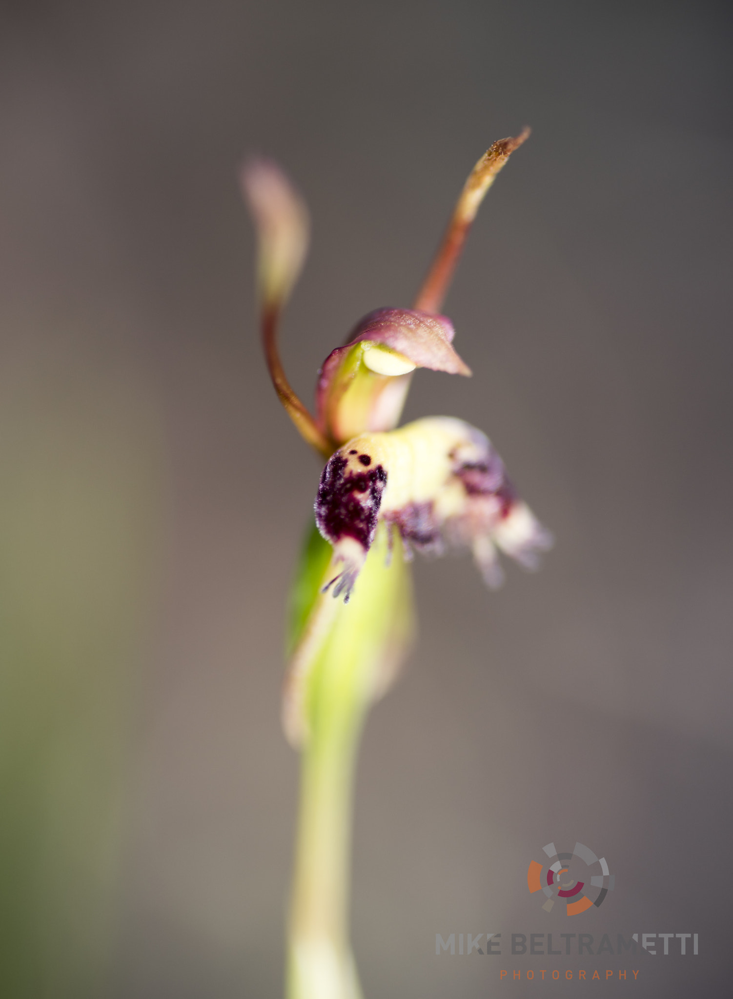 Nikon D810 sample photo. Unseen beauty of western australia photography