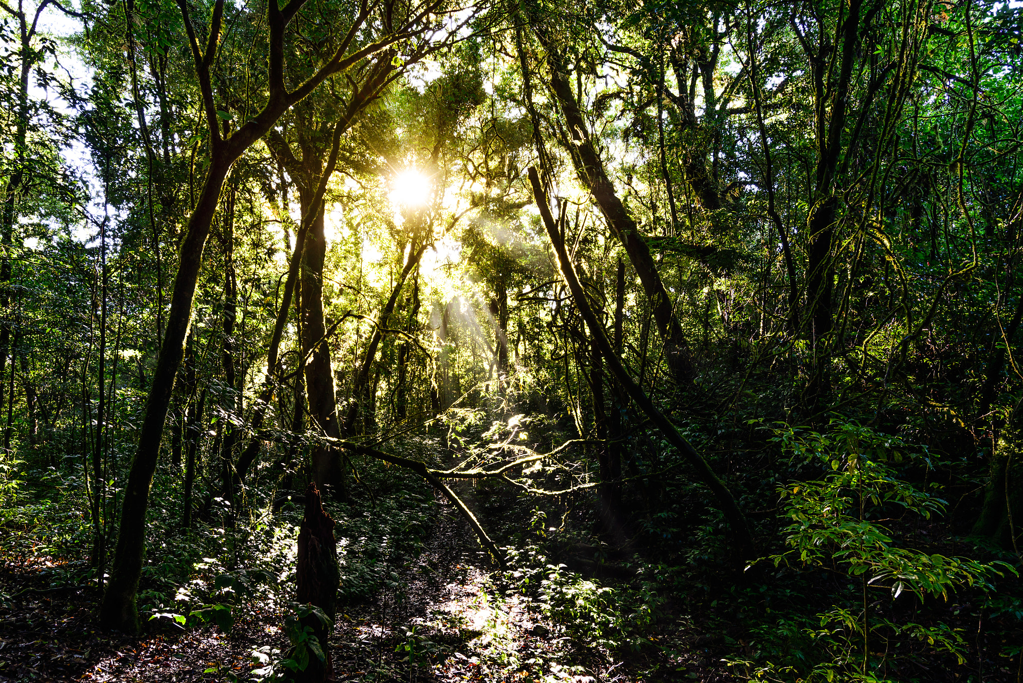Nikon AF-S Nikkor 18-35mm F3.5-4.5G ED sample photo. Rainforest with sunbeam at doi pha hom pok national park in chia photography