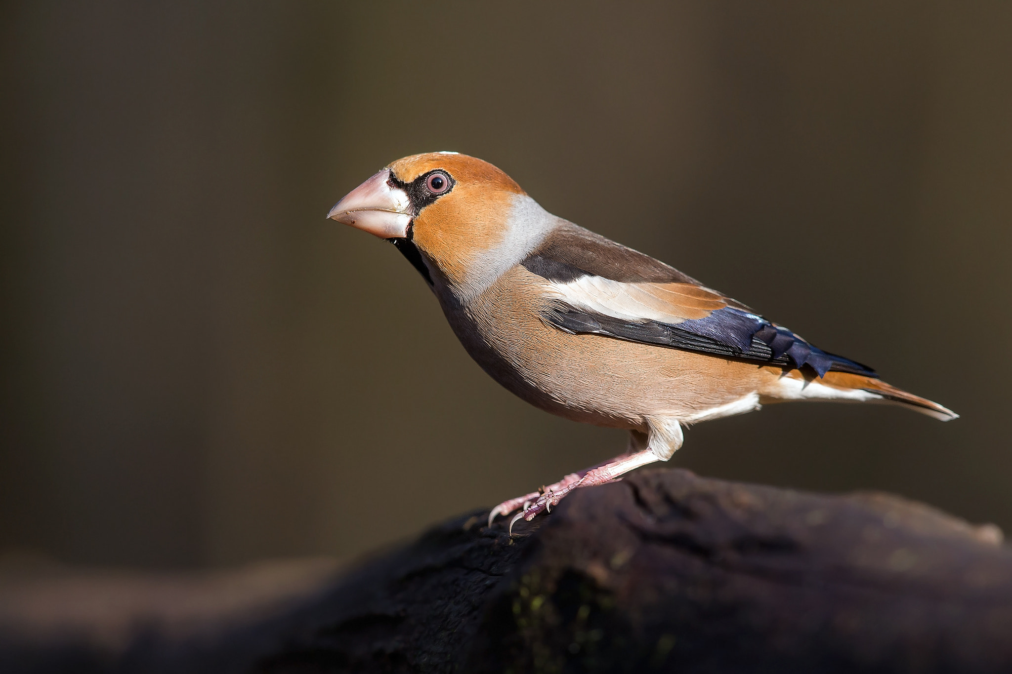 Canon EOS-1D X + Canon EF 600mm F4L IS II USM sample photo. Hawfinch photography