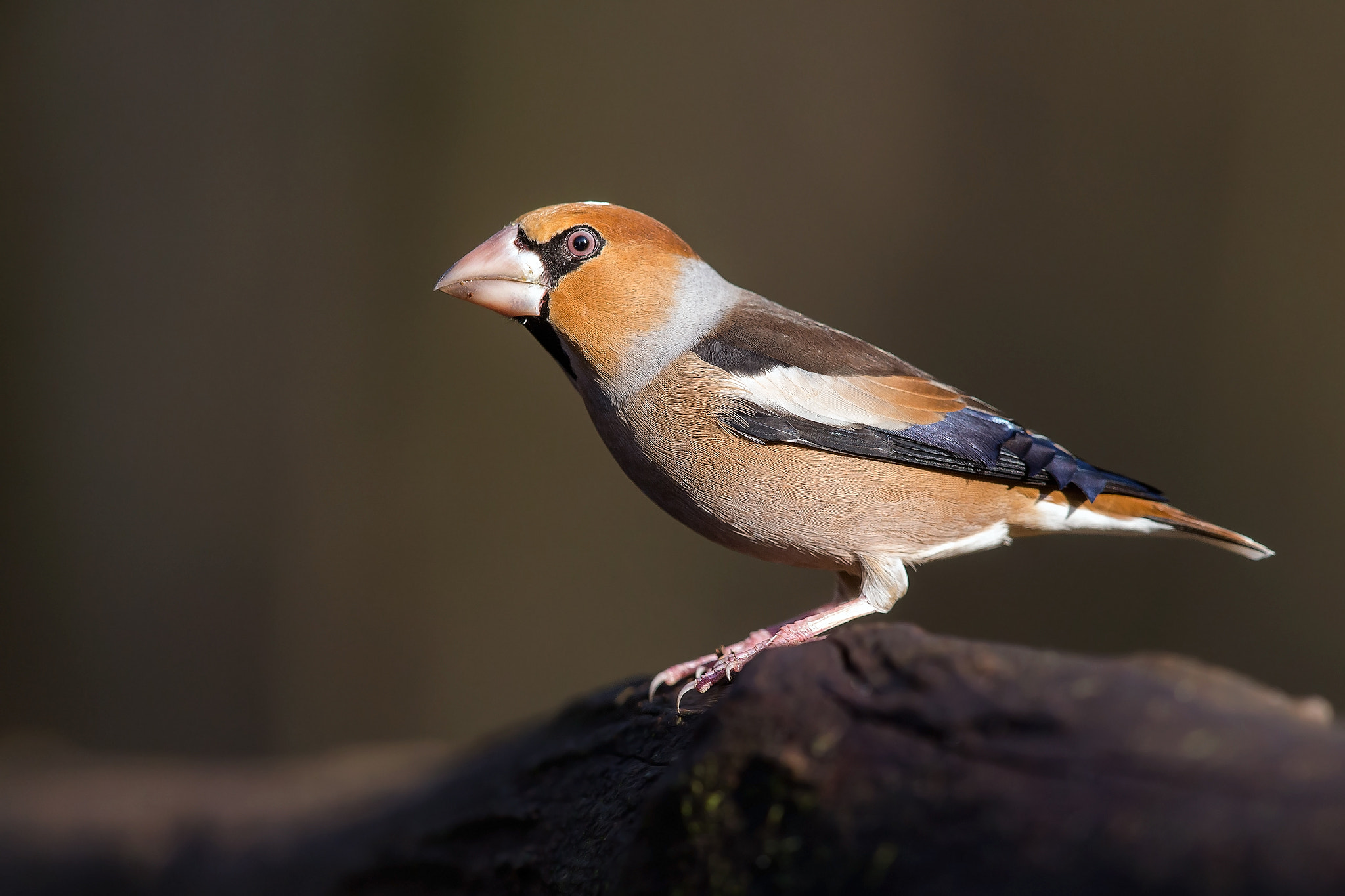 Canon EF 600mm F4L IS II USM sample photo. Hawfinch photography
