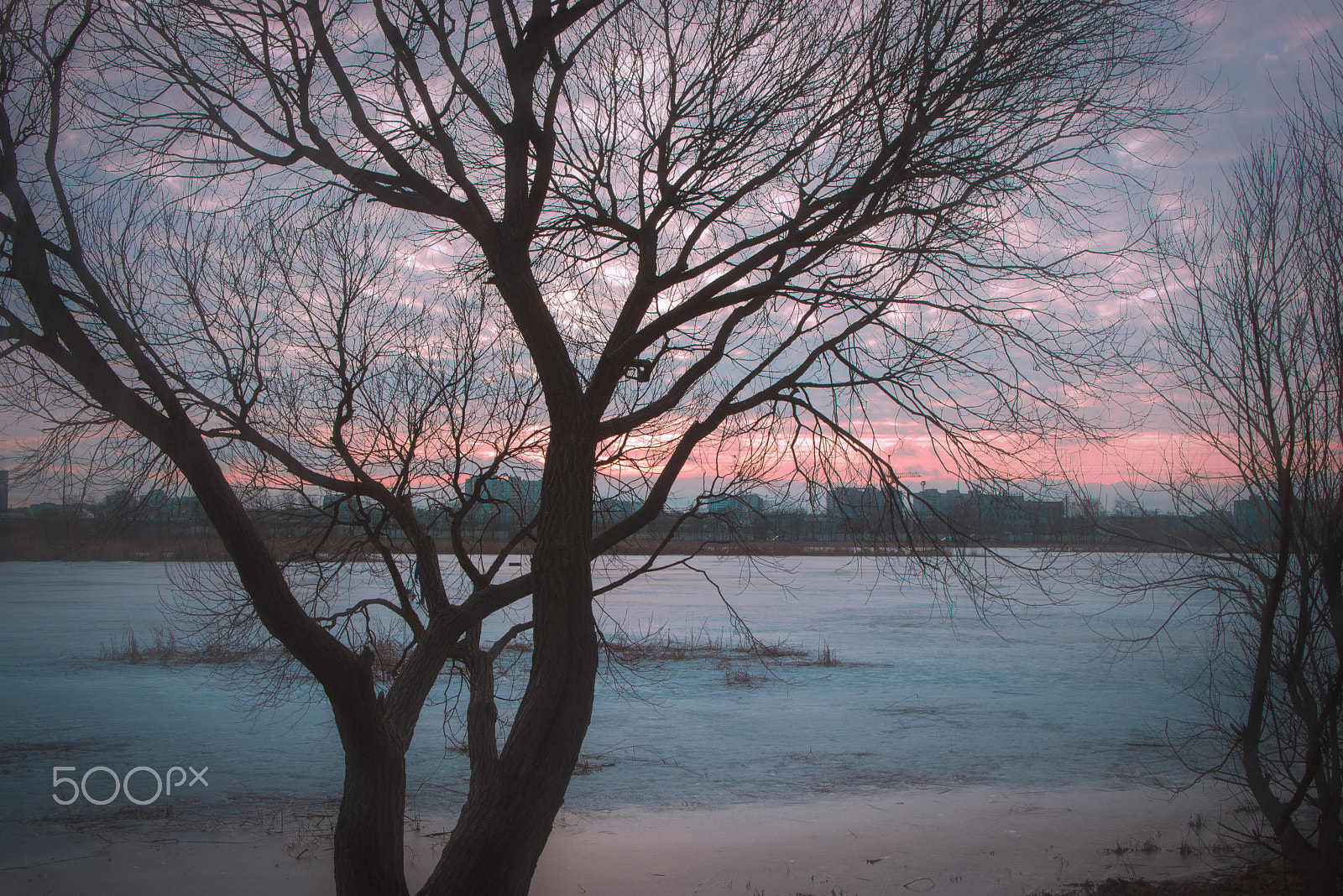 Nikon D610 + Tamron SP 35mm F1.8 Di VC USD sample photo. Through the branches photography