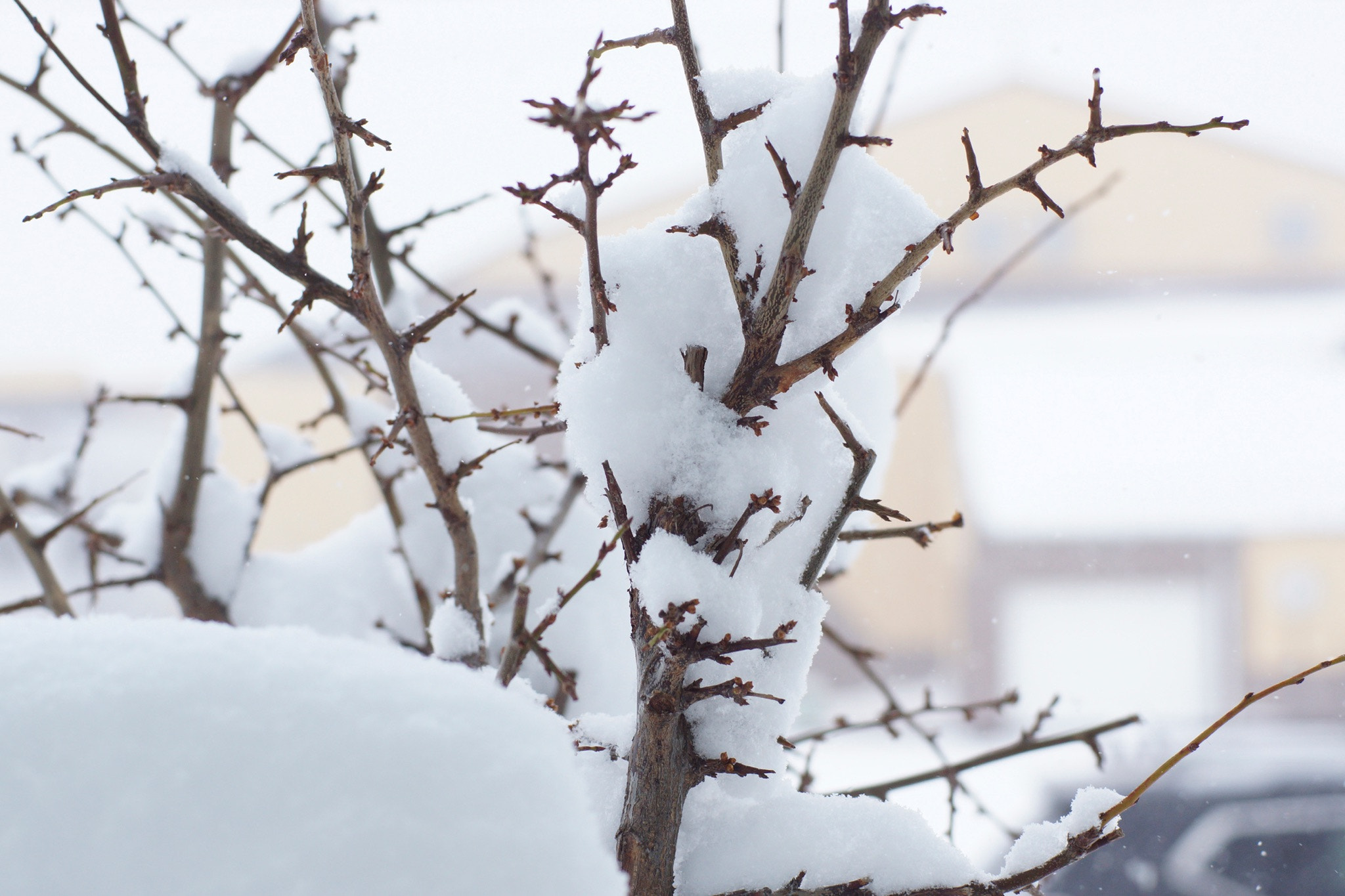 Sony SLT-A77 + Minolta AF 50mm F1.4 [New] sample photo. Snow day photography