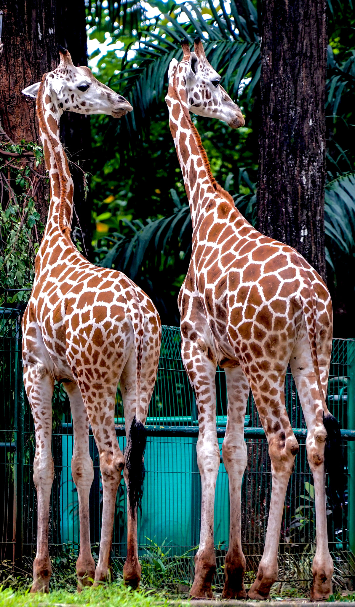 Sony a7R II + Sony FE 70-200mm F4 G OSS sample photo. Giraffe at ragunan zoo photography