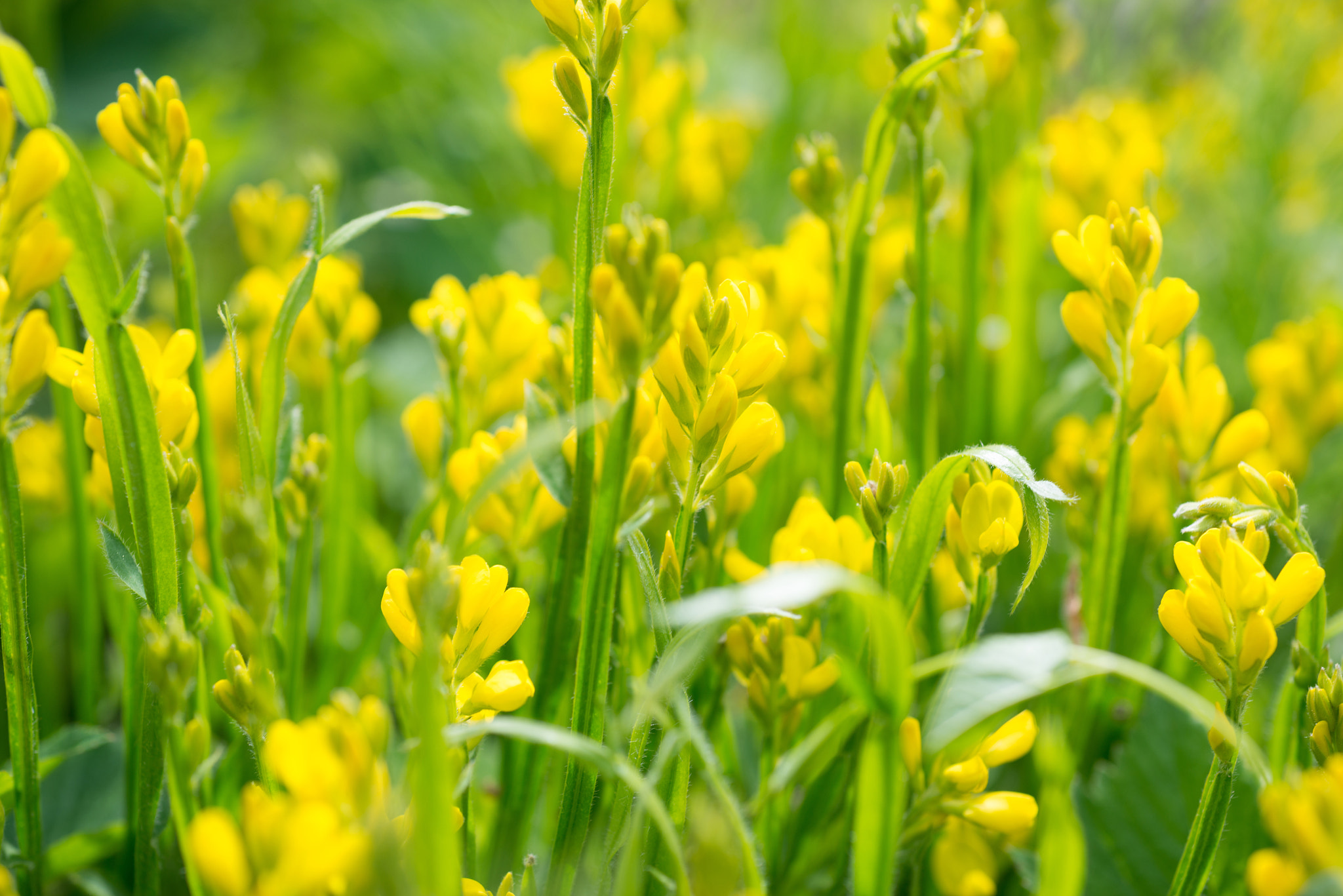 Nikon AF Micro-Nikkor 60mm F2.8D sample photo. Flowers  genista tinctoria photography