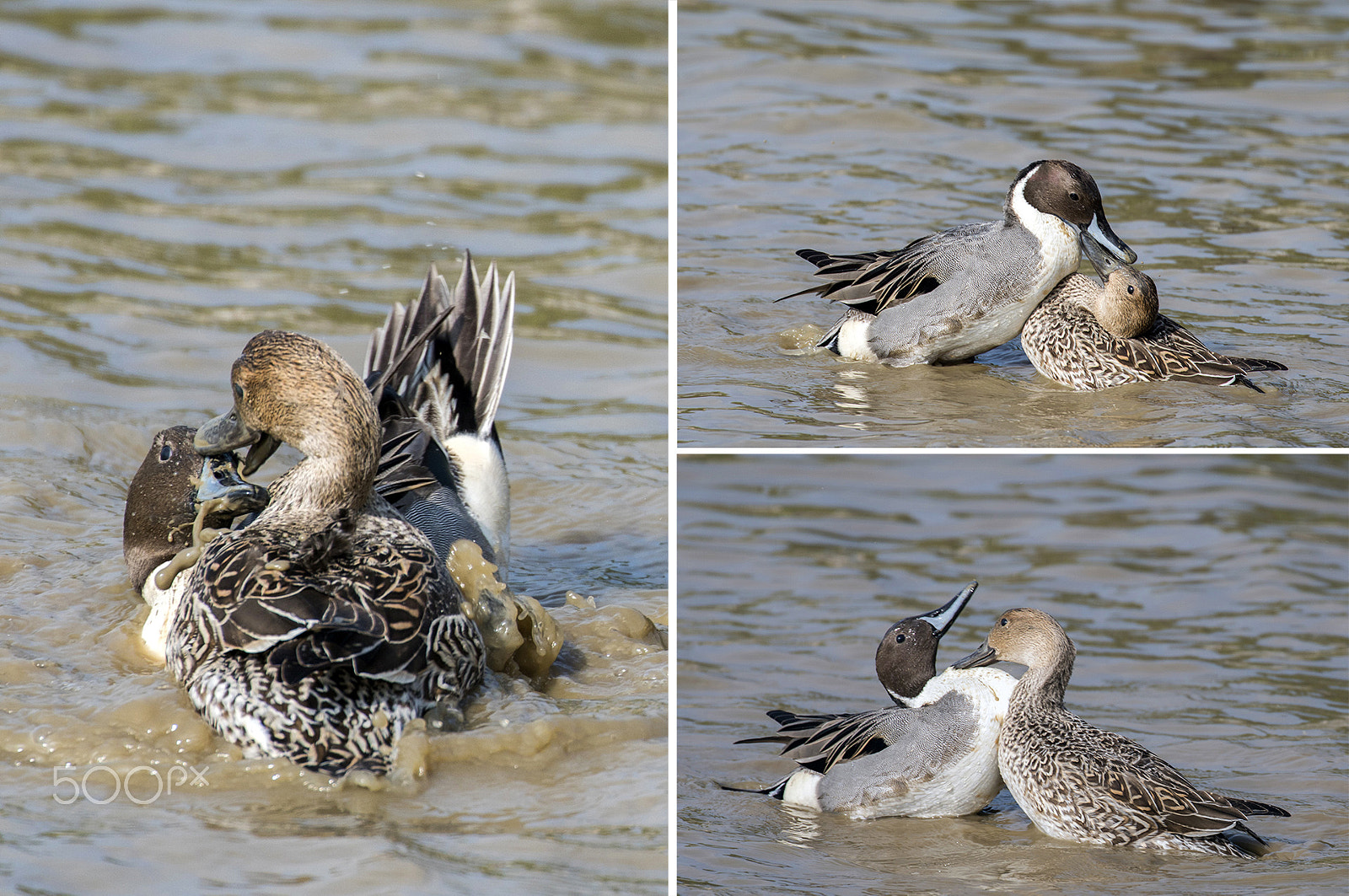 Sony a6500 + Canon EF 70-300mm F4-5.6L IS USM sample photo. 恋爱中的针尾鸭 photography