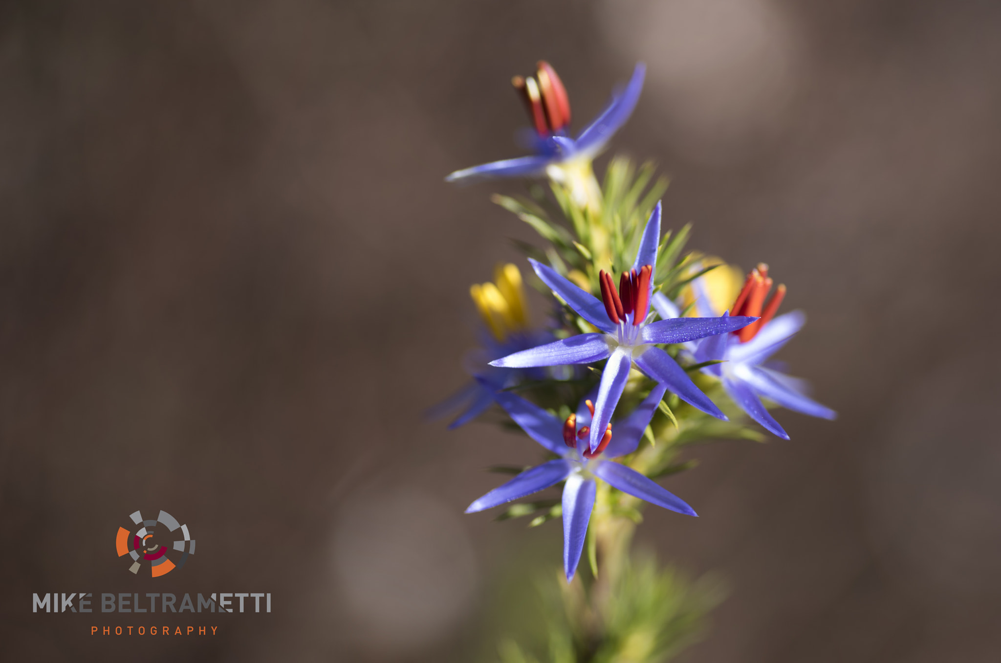Nikon D810 sample photo. Unseen beauty of western australia photography
