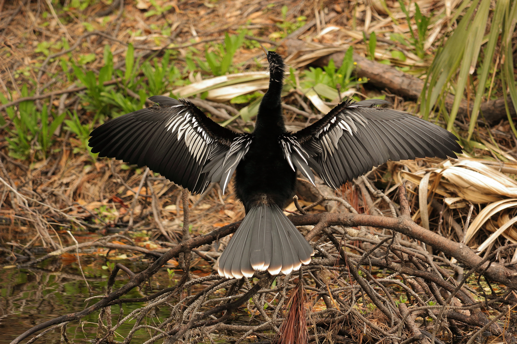 Canon EF 70-300 F4-5.6 IS II USM sample photo. Anhinga photography