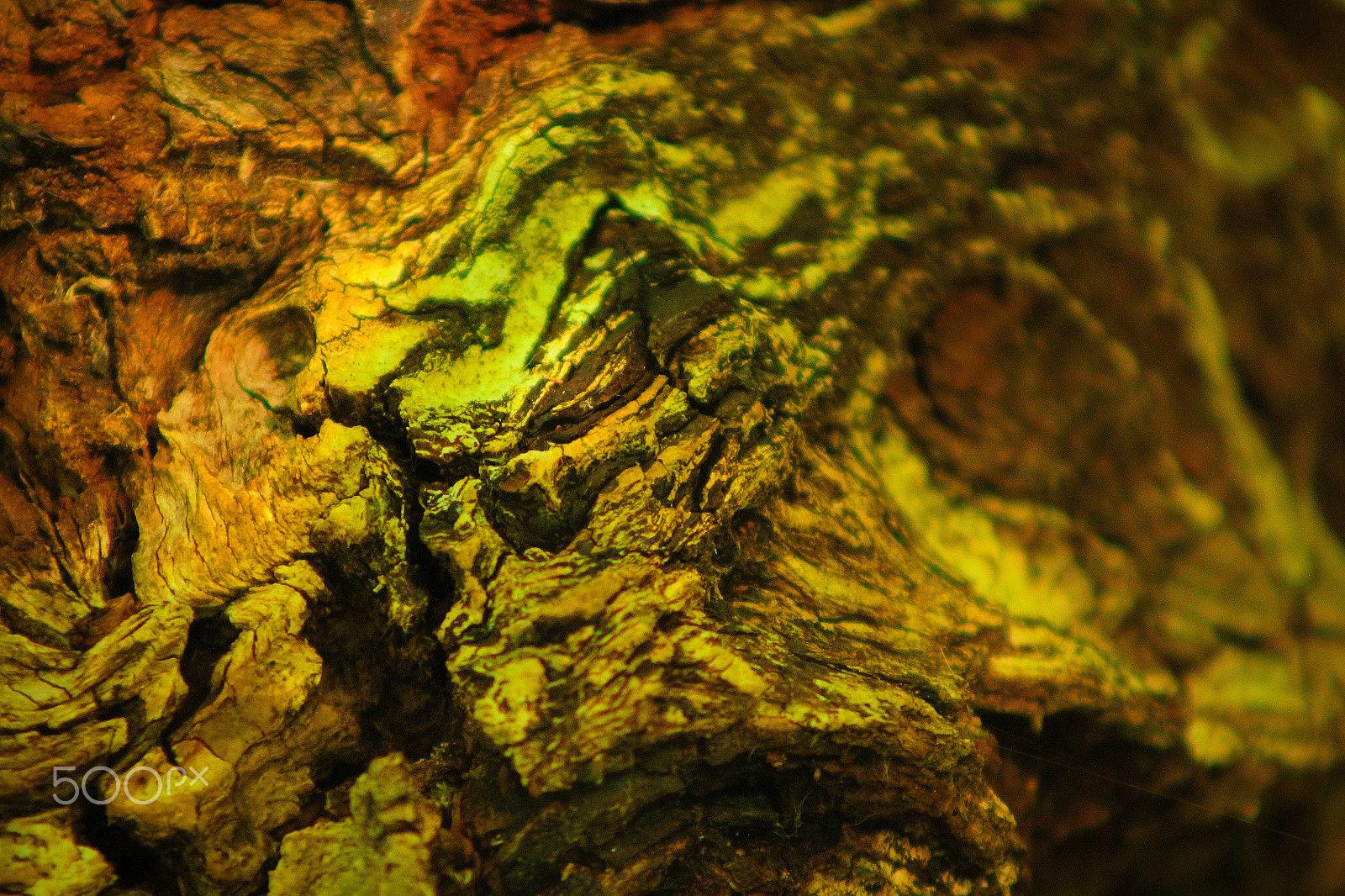 Canon EF 75-300mm f/4-5.6 USM sample photo. Bark photography