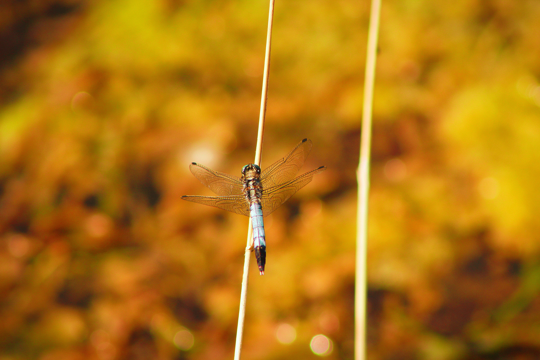 Canon EF 75-300mm f/4-5.6 USM sample photo. White dragonfly photography