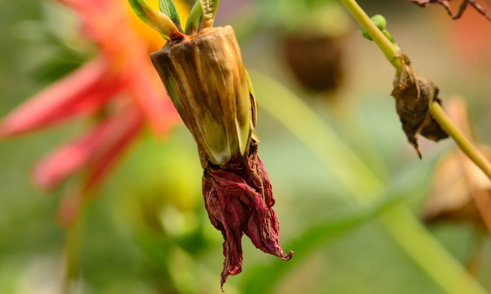 Sigma 105mm F2.8 EX DG OS HSM sample photo. Exalted photography