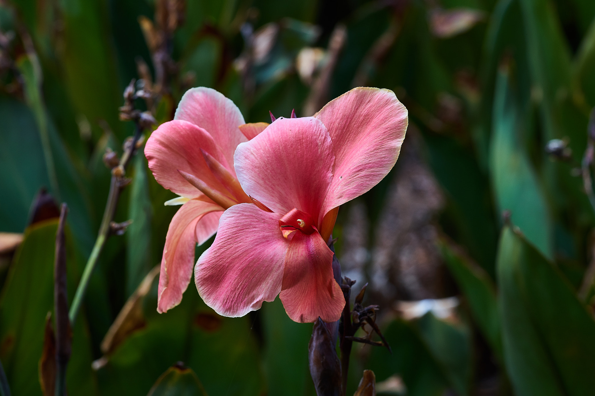 Sony a7 + Sony FE 90mm F2.8 Macro G OSS sample photo. Wa_170313_1 photography