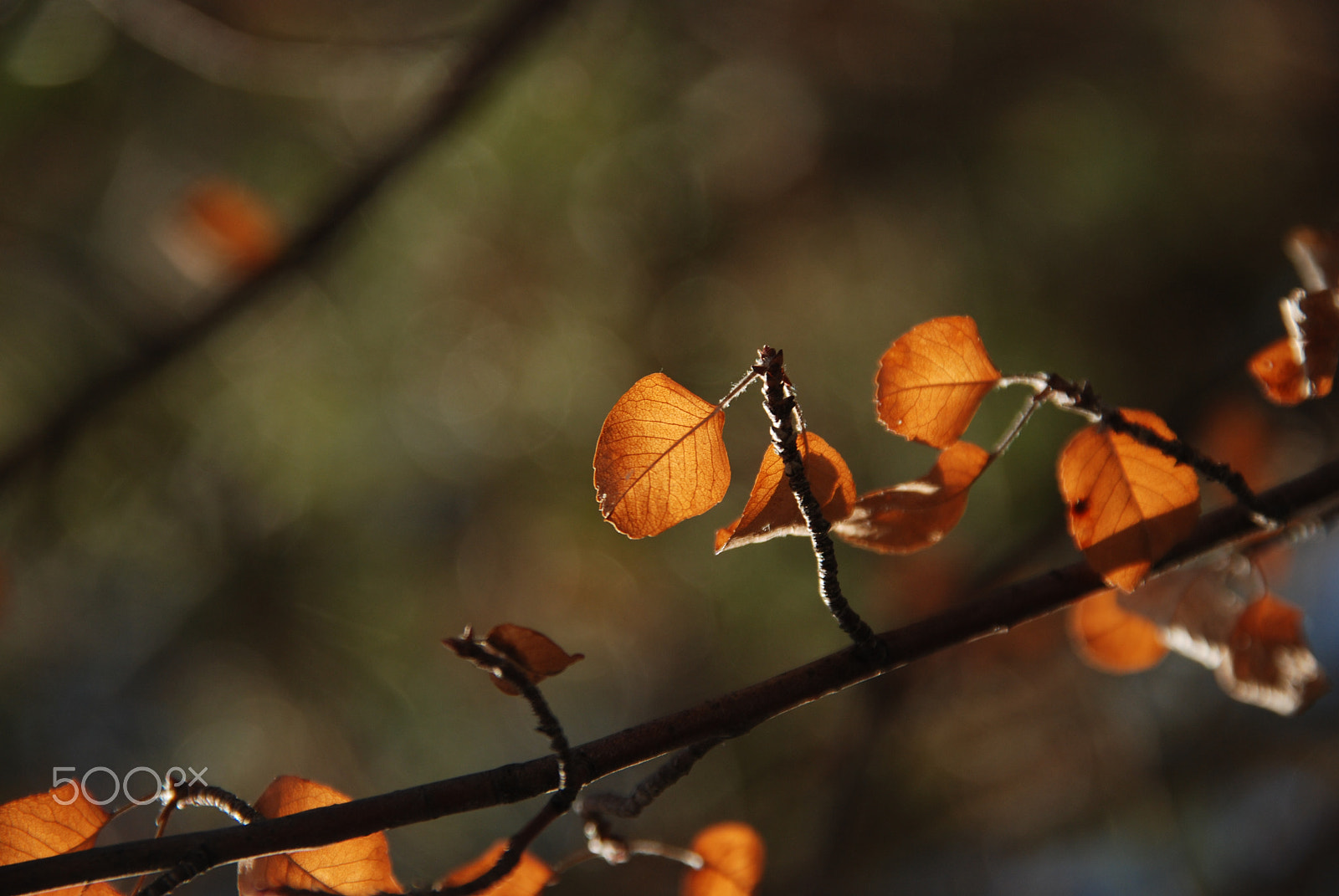 Nikon D80 sample photo. Luci nel bosco photography