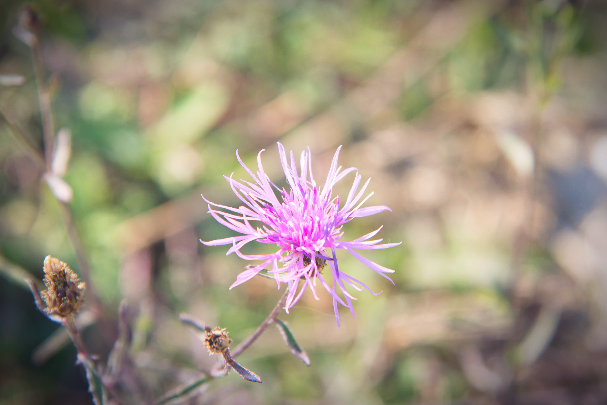Nikon AF-S Nikkor 24-120mm F4G ED VR sample photo. Fleur photography
