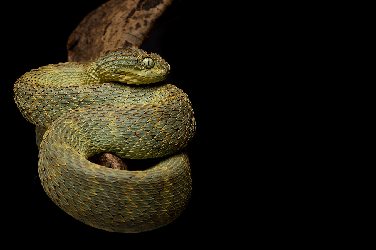 Nikon D5 sample photo. Atheris squamigera photography