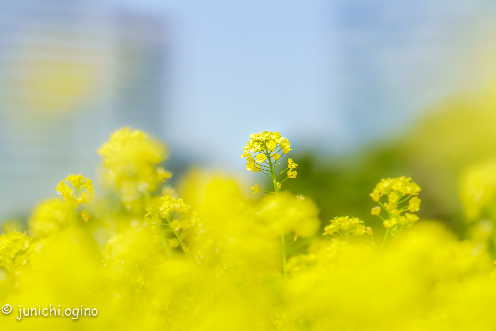Sony Sonnar T* 135mm F1.8 ZA sample photo. Spring color photography