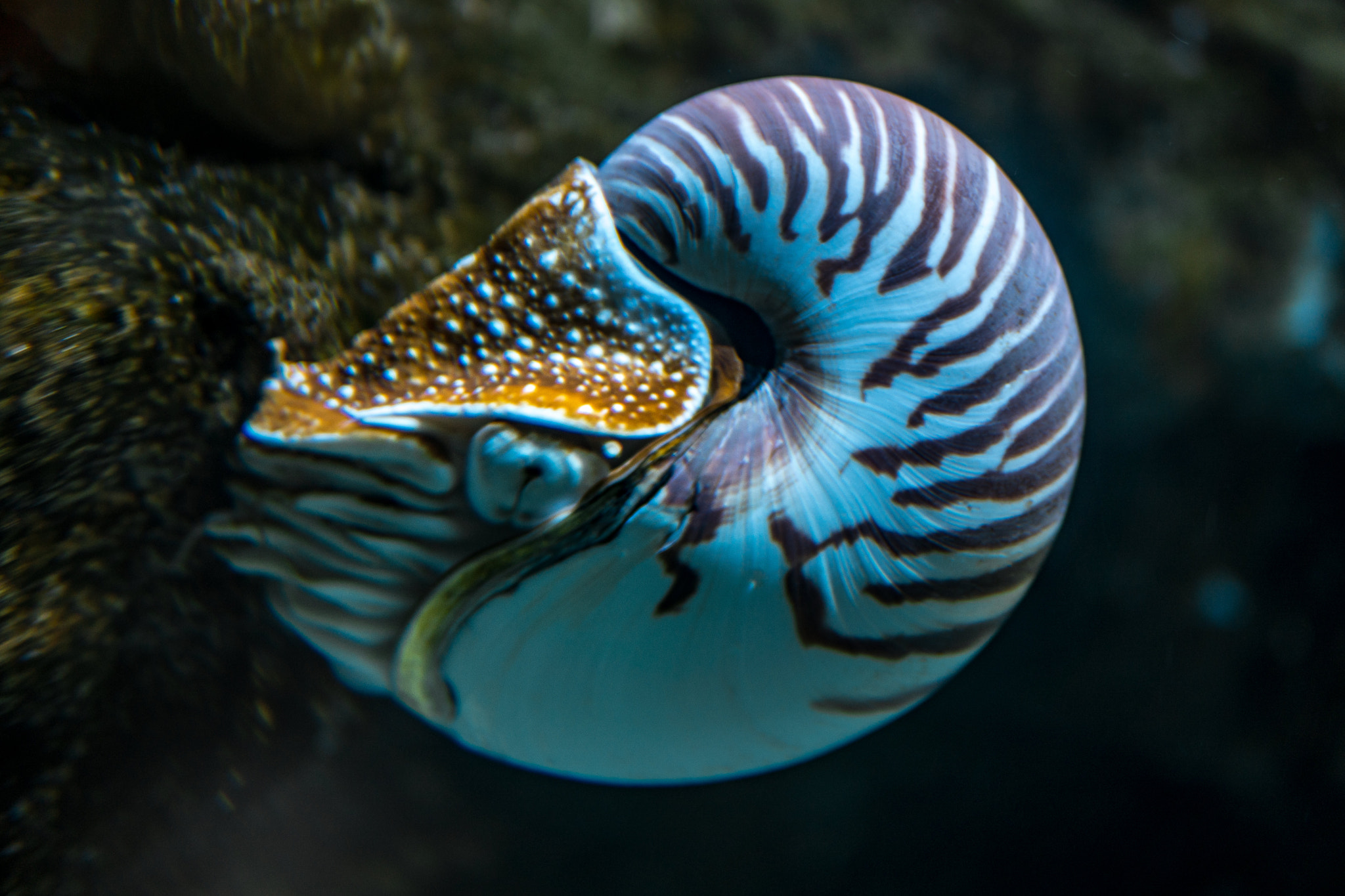 Sony a6300 + 30mm F1.4 DC DN | Contemporary 016 sample photo. "nautilus — living dinosaur" #photojambo photography