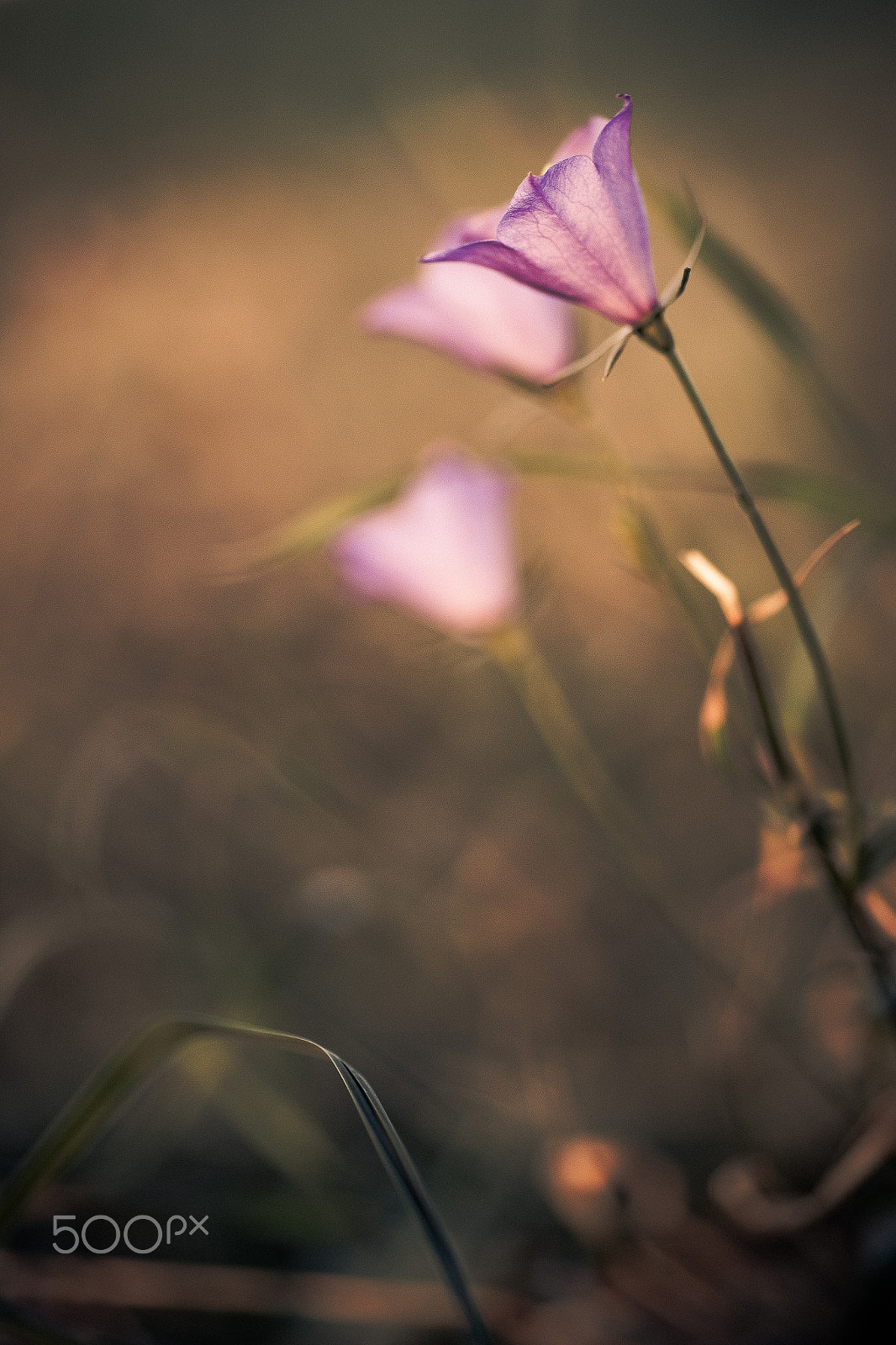 Canon EOS 6D + Tamron SP AF 90mm F2.8 Di Macro sample photo. Hot evening photography