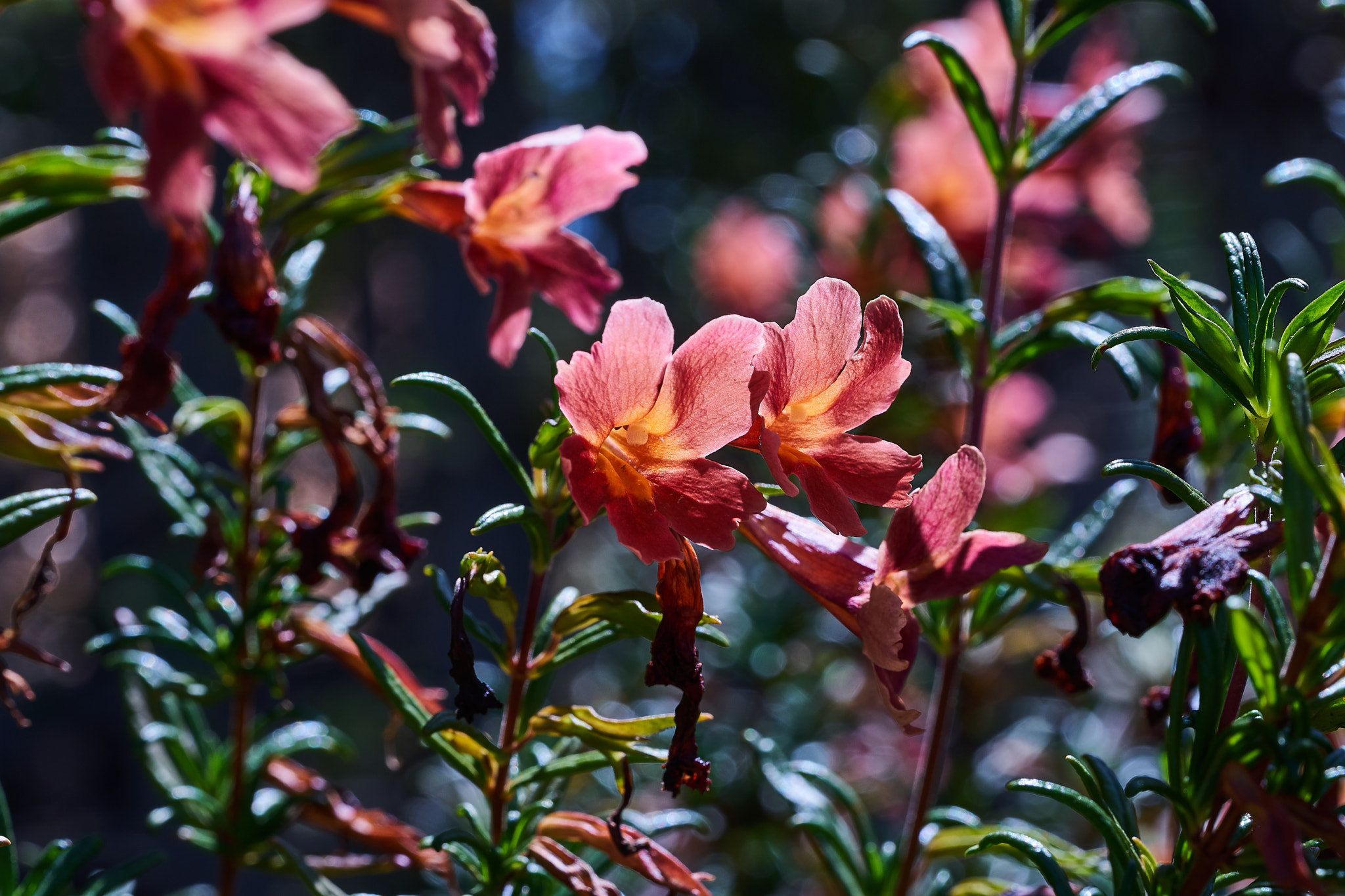Sony FE 90mm F2.8 Macro G OSS sample photo. Ml_20170306_1 photography