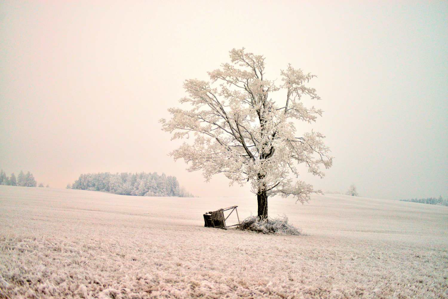 Nikon D800E + Nikon AF-S Nikkor 35mm F1.8G ED sample photo. An evening frosty tree photography