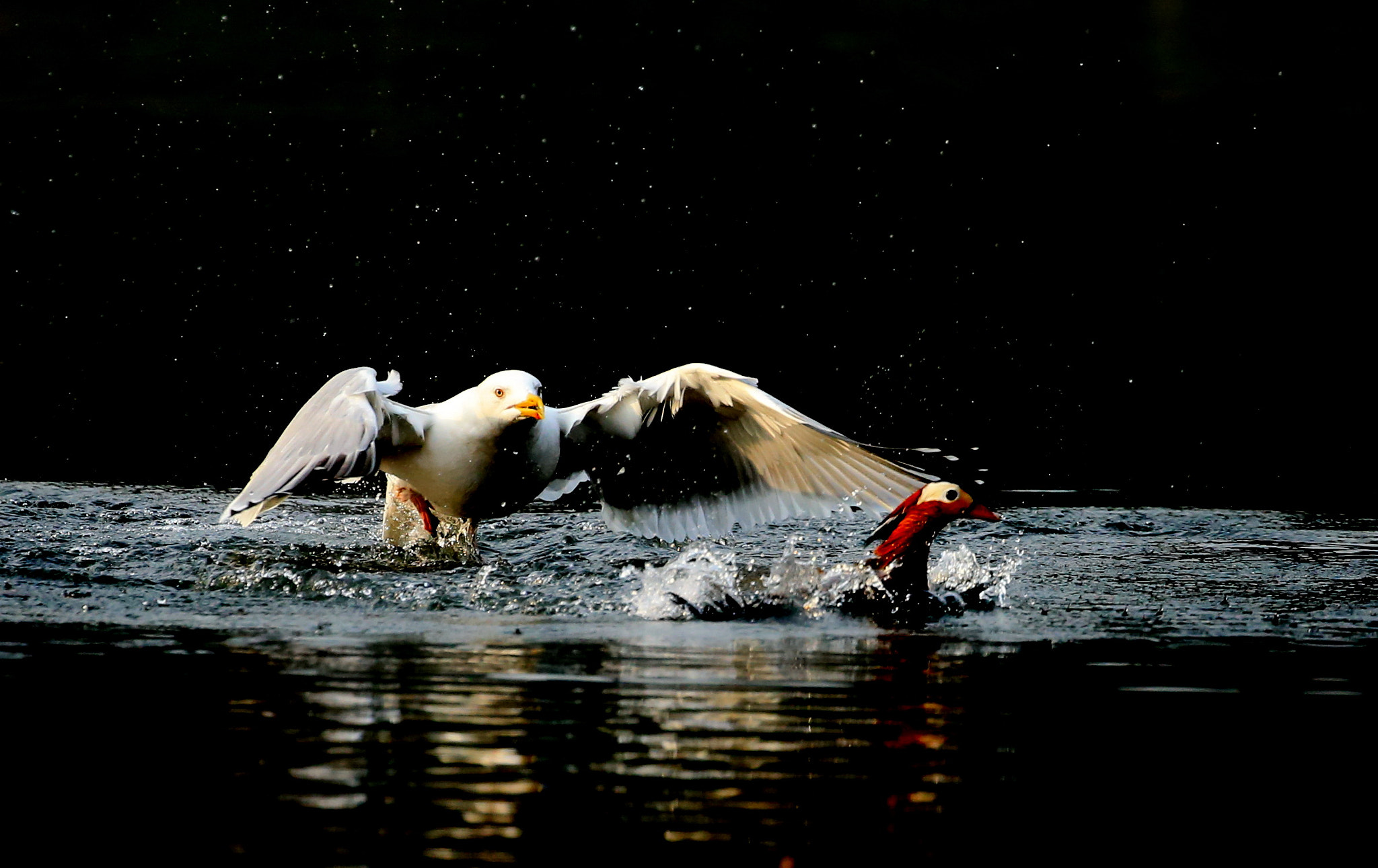 Canon EOS-1D X sample photo