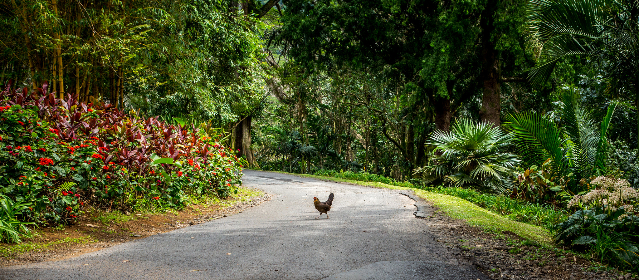 Why did the chicken cross the road