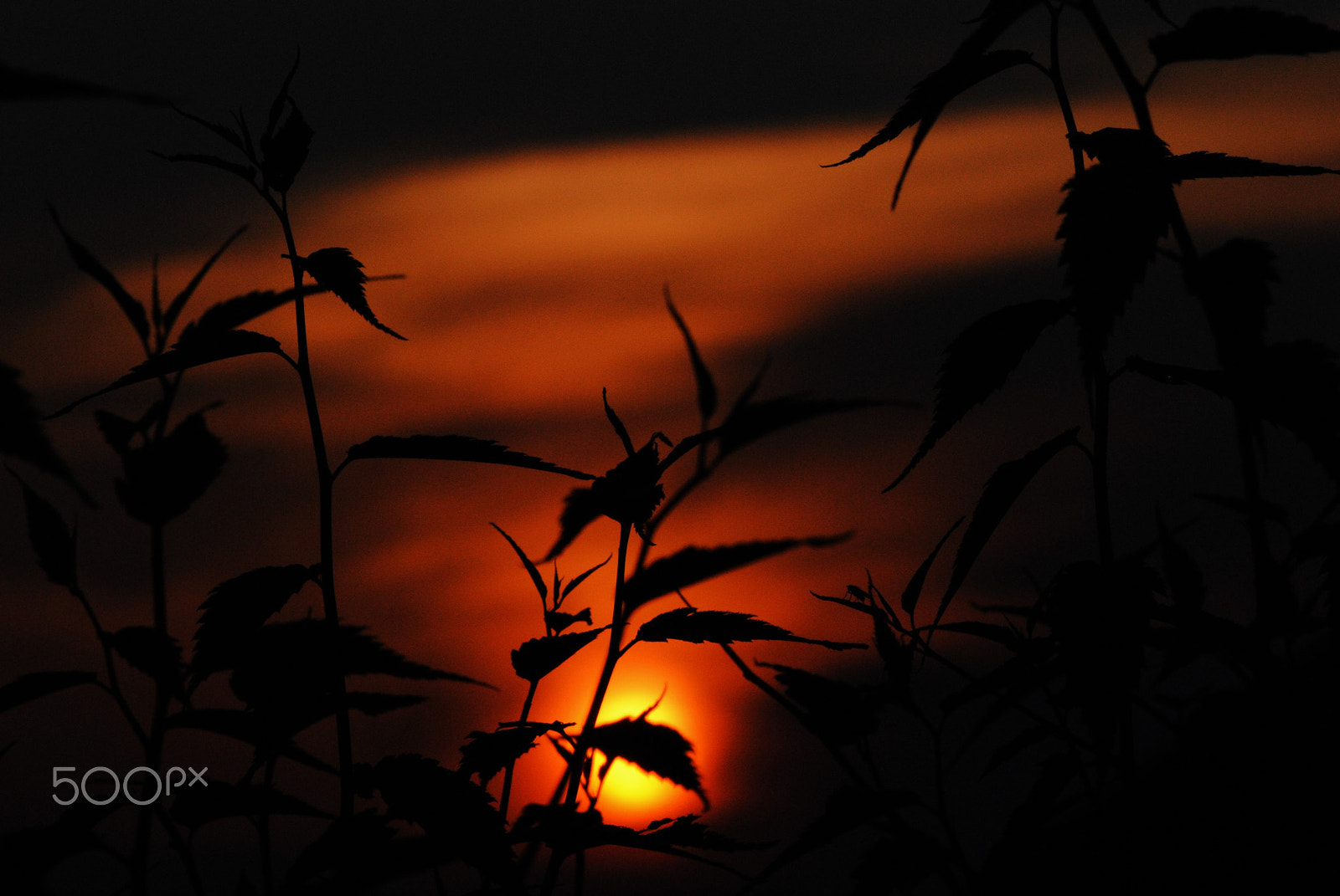 Nikon D3000 + Sigma 70-300mm F4-5.6 DG OS sample photo. Summerdays in the garden photography