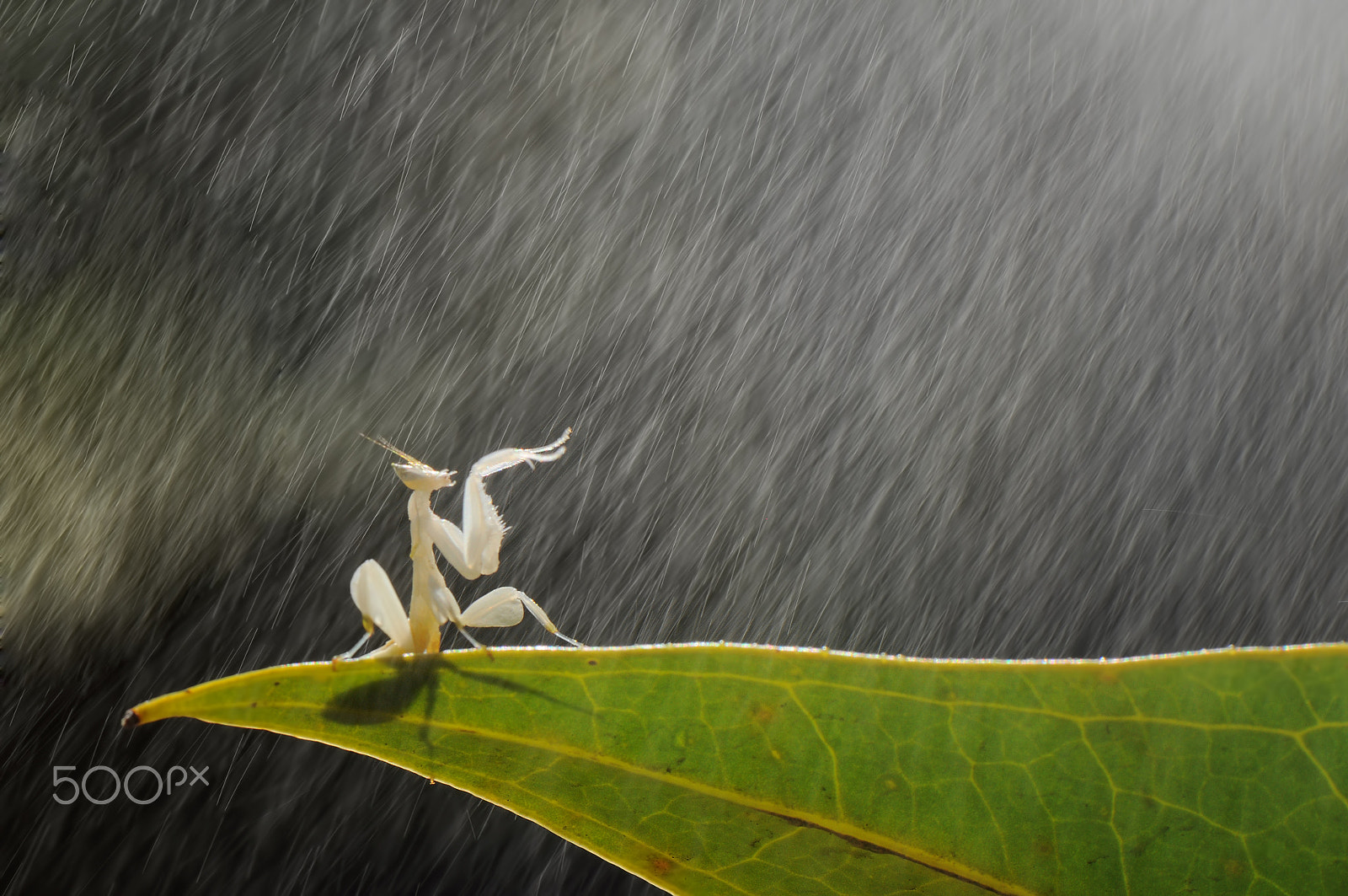 Nikon AF-S Micro-Nikkor 105mm F2.8G IF-ED VR sample photo. Rainy day photography