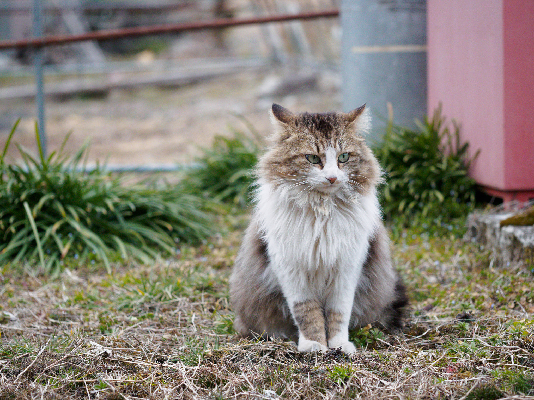 Olympus M.Zuiko Digital ED 60mm F2.8 Macro sample photo. 撮影しやすい猫 | shooting easy cat photography