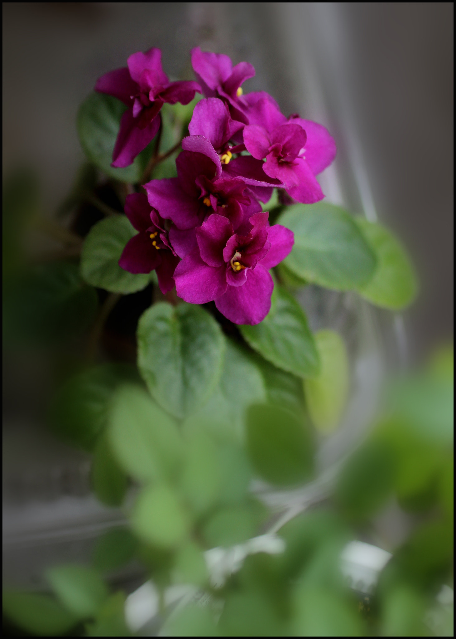Canon EOS 600D (Rebel EOS T3i / EOS Kiss X5) + Canon EF 50mm F2.5 Macro sample photo. Mini african violet... photography