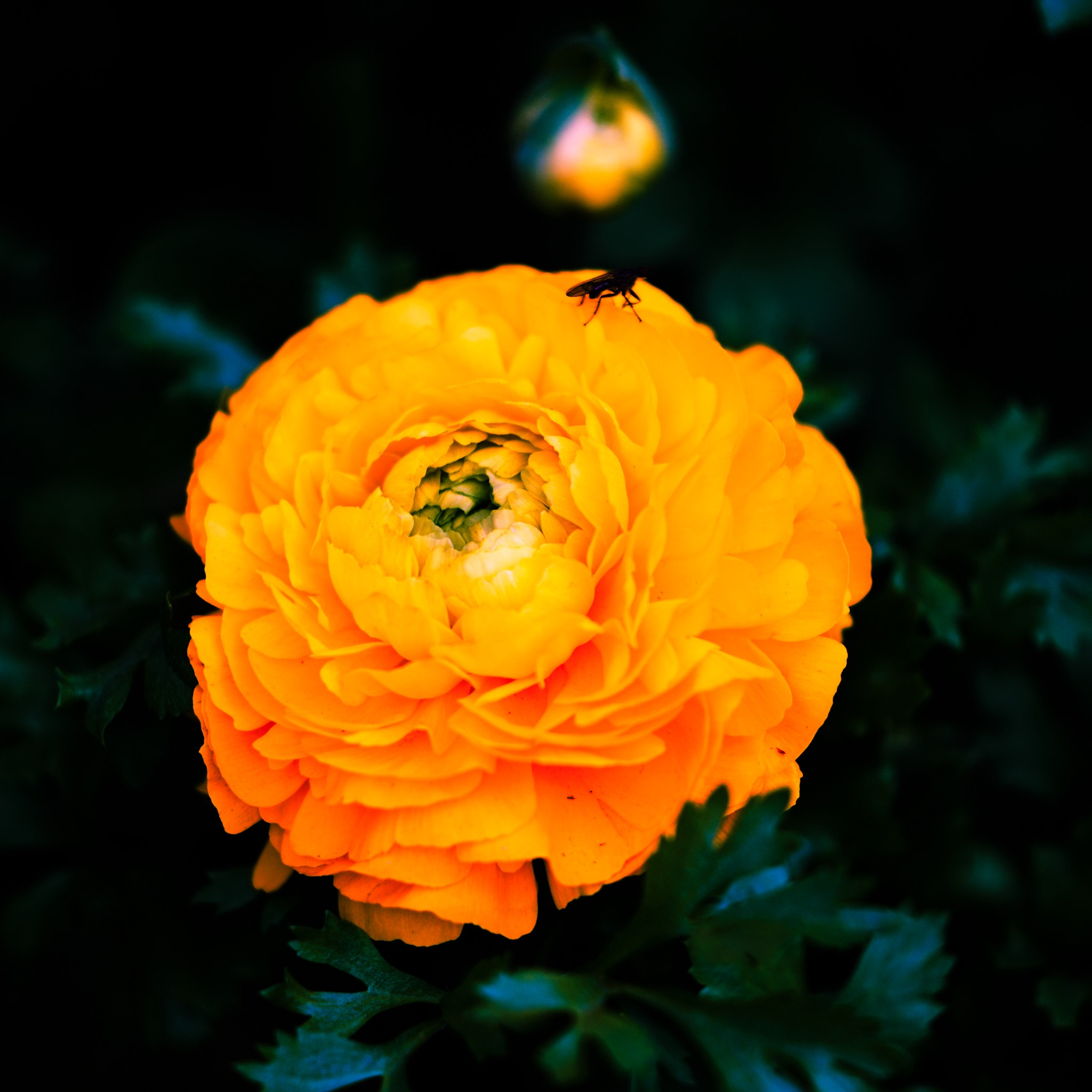 Sony FE 70-200mm F2.8 GM OSS sample photo. Spring flower 05 photography